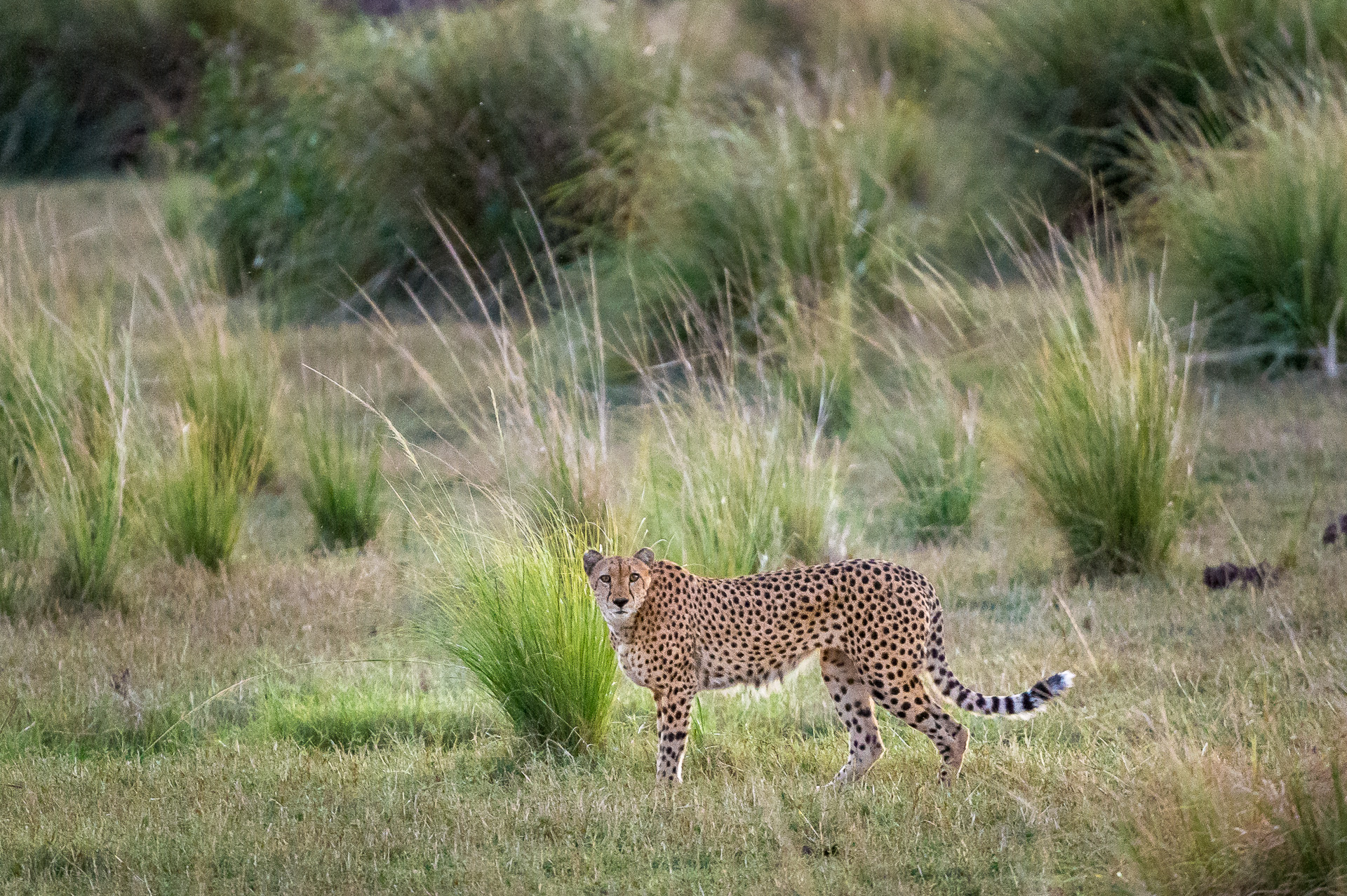 Cheetah may be seen while out on a game drive