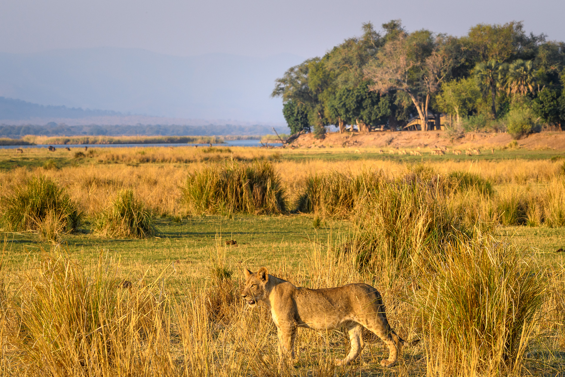 Young lion on the floodplain near Little Ruckomechi