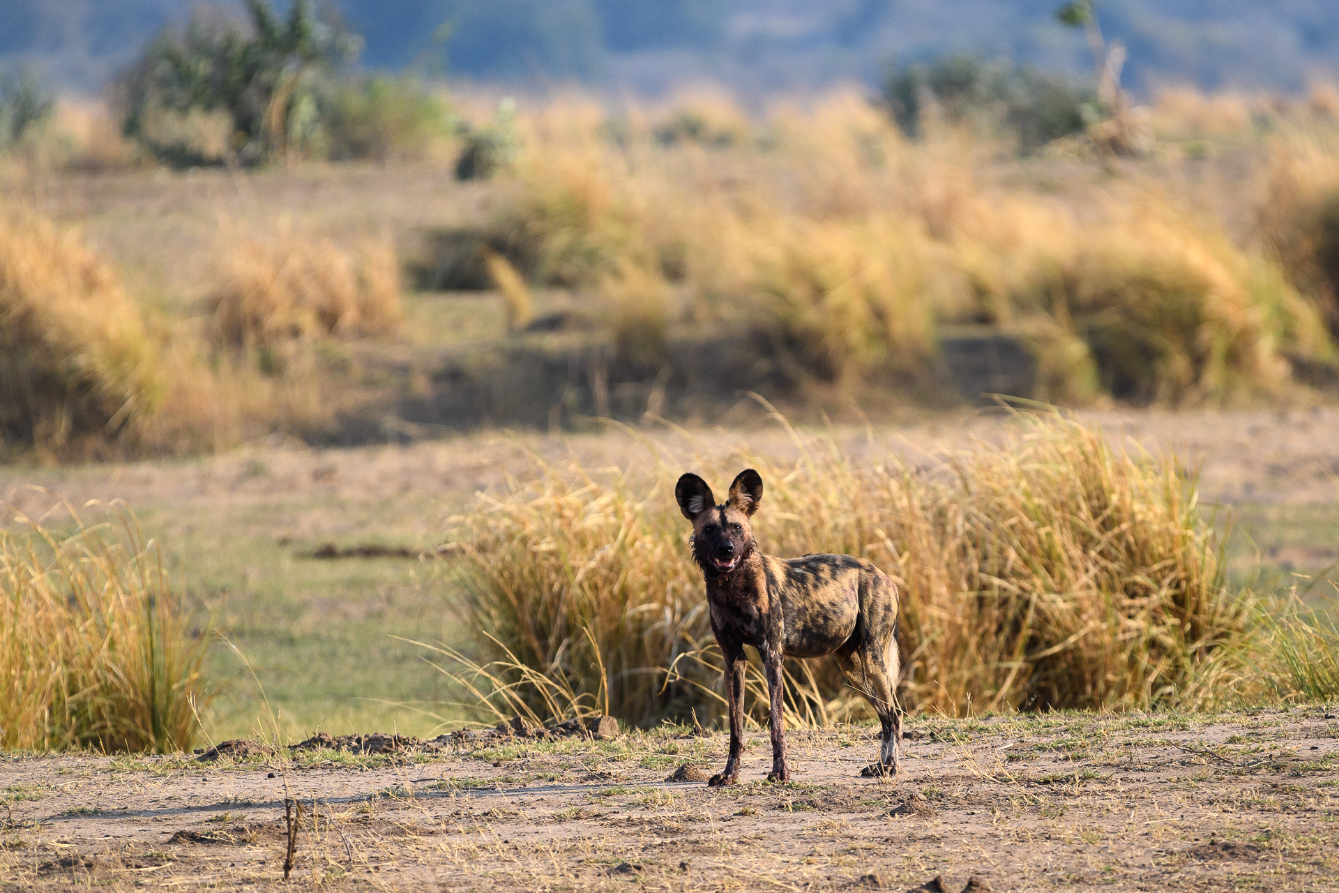 Critically Endangered wild dog are seen on the private Ruckomechi Concession 