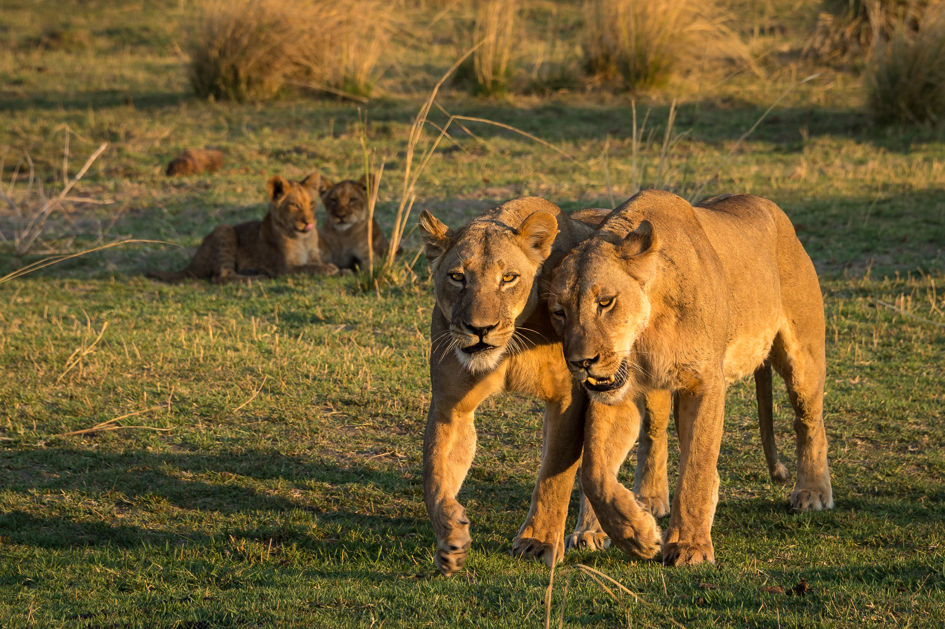 Lionesses bonding