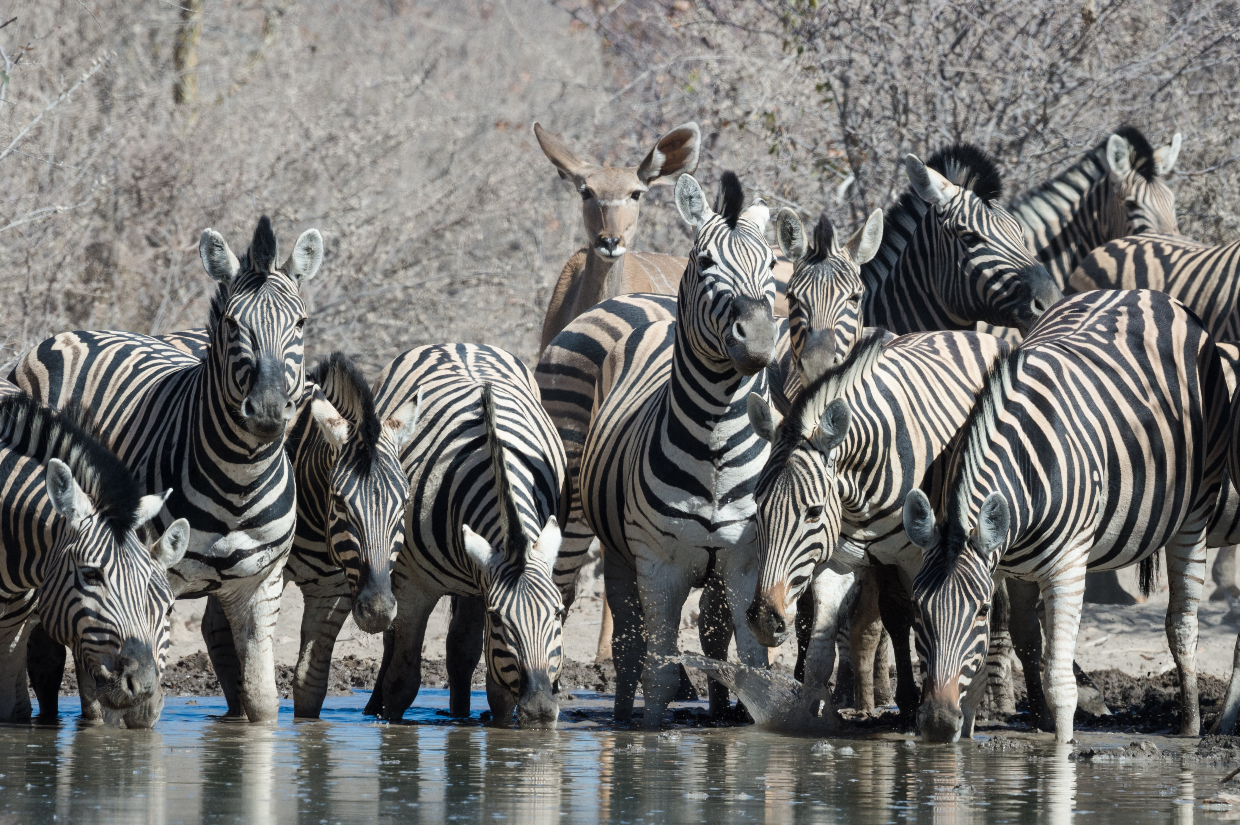 Quenching a deep thirst at one of the waterholes on Etosha Heights
