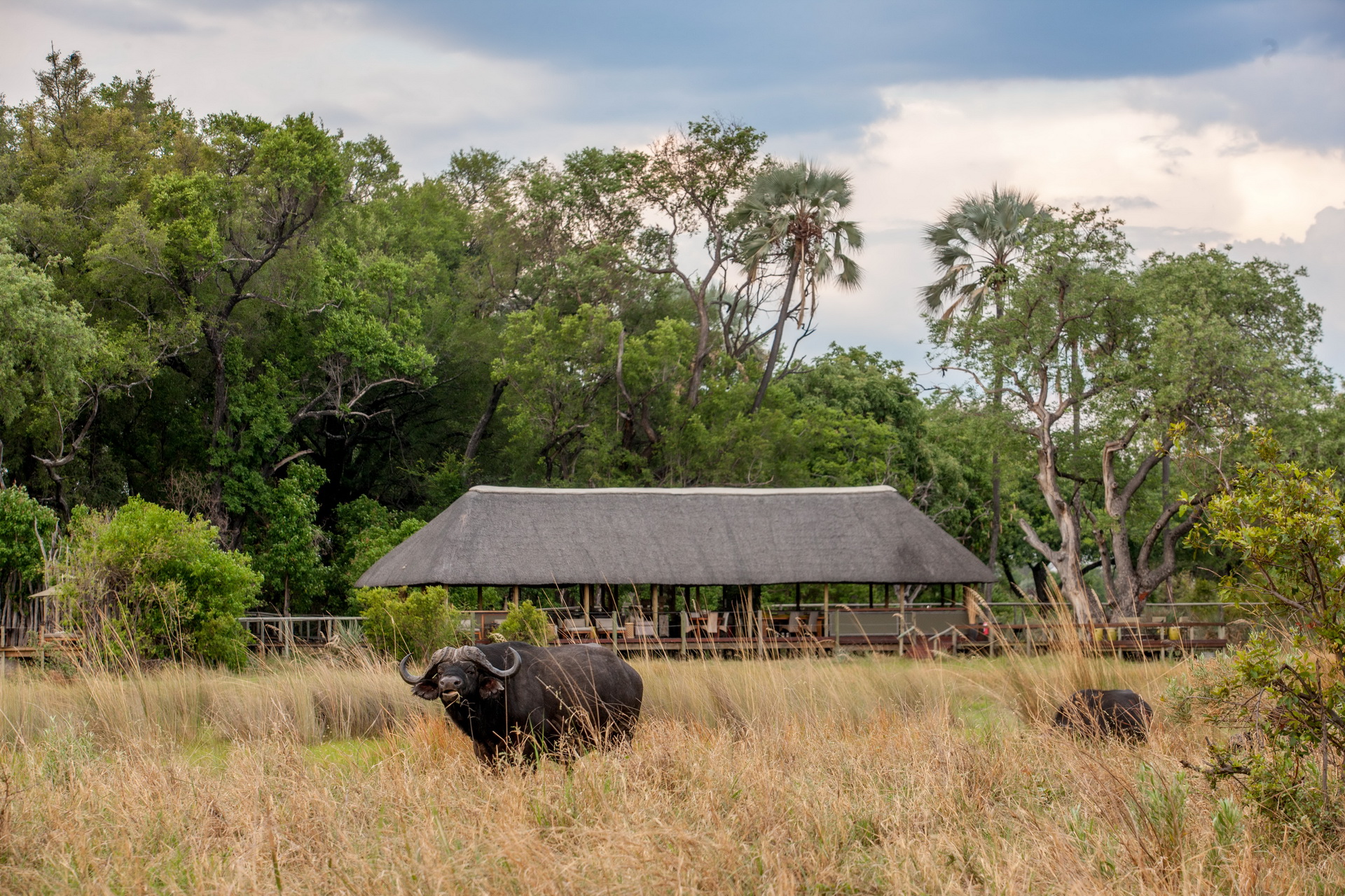 Chitabe Lediba camp setting