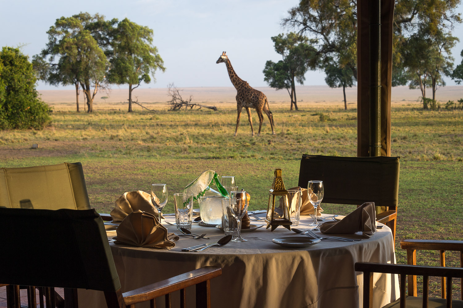 Giraffe from the dining tent at Governors Camp 