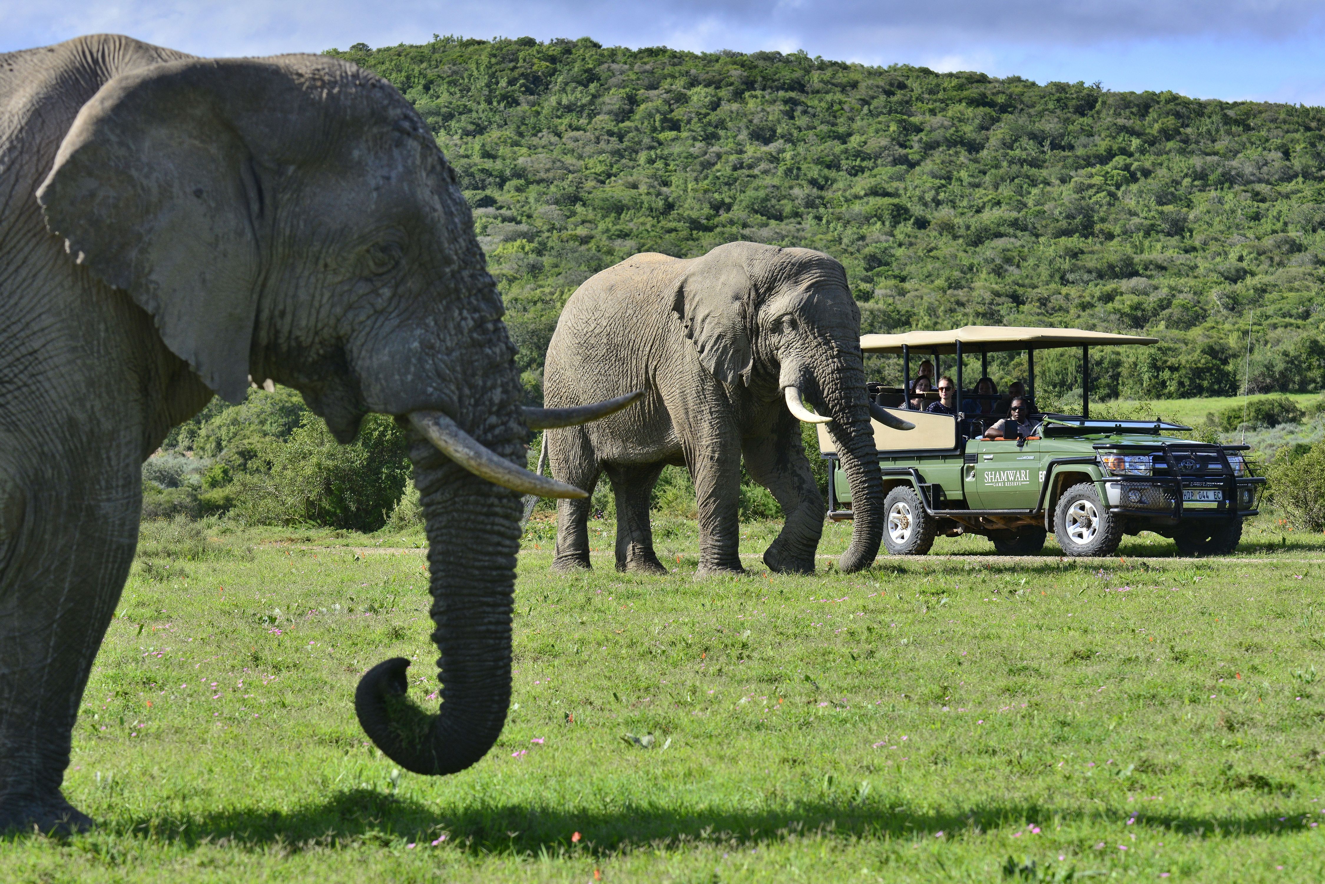 Game Drives