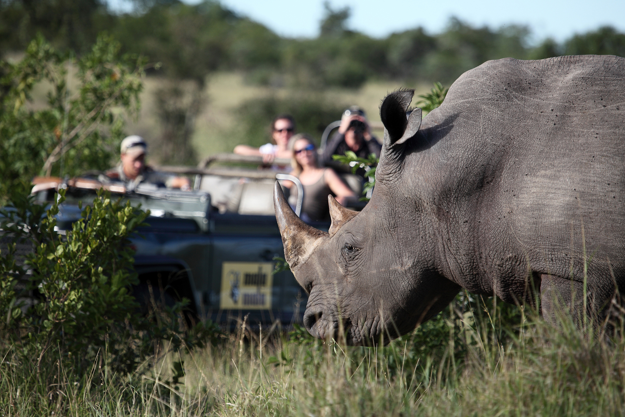 Sightings at MalaMala are close contact, and are among animals habituated to being close to vehicles and people