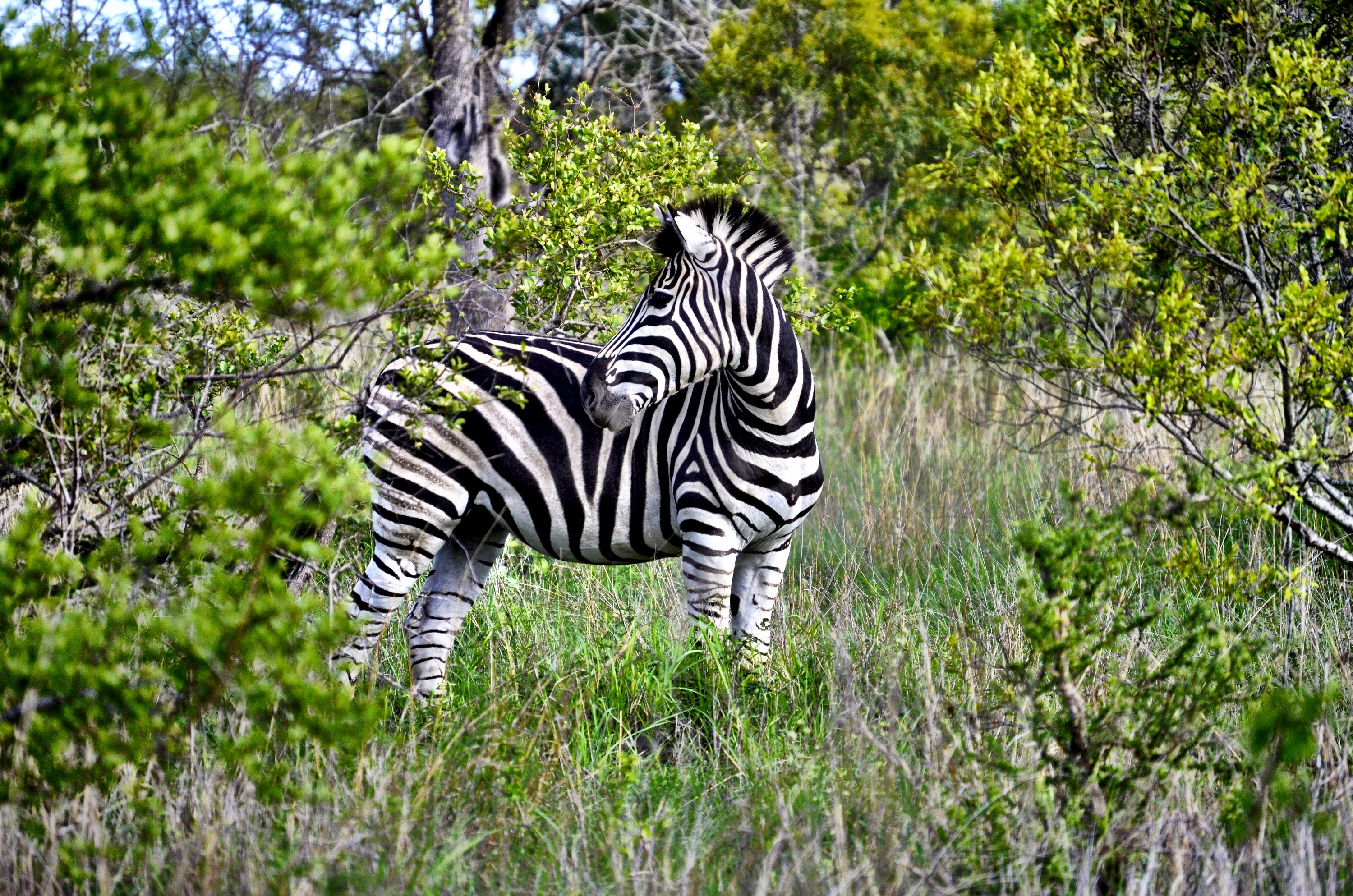 Zebra