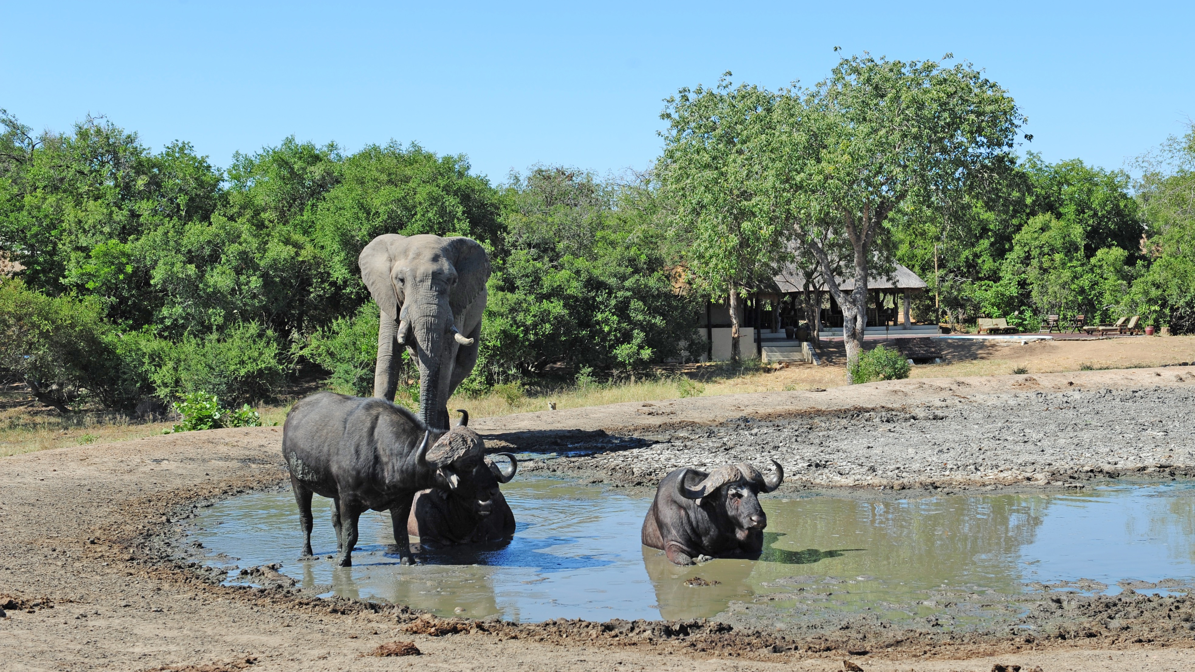 Lodge view from waterhole 