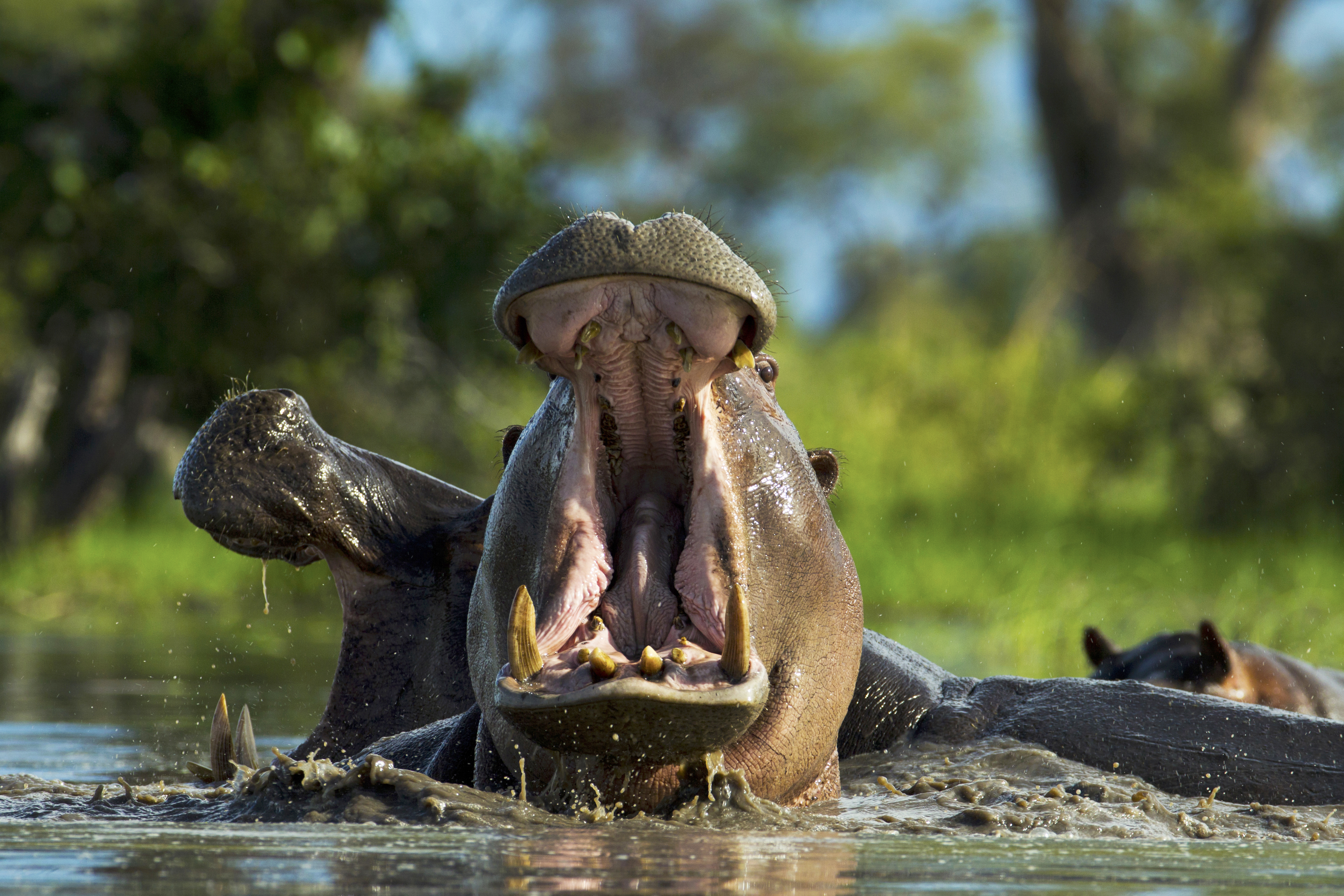 Hippo in the Selinda Reserve