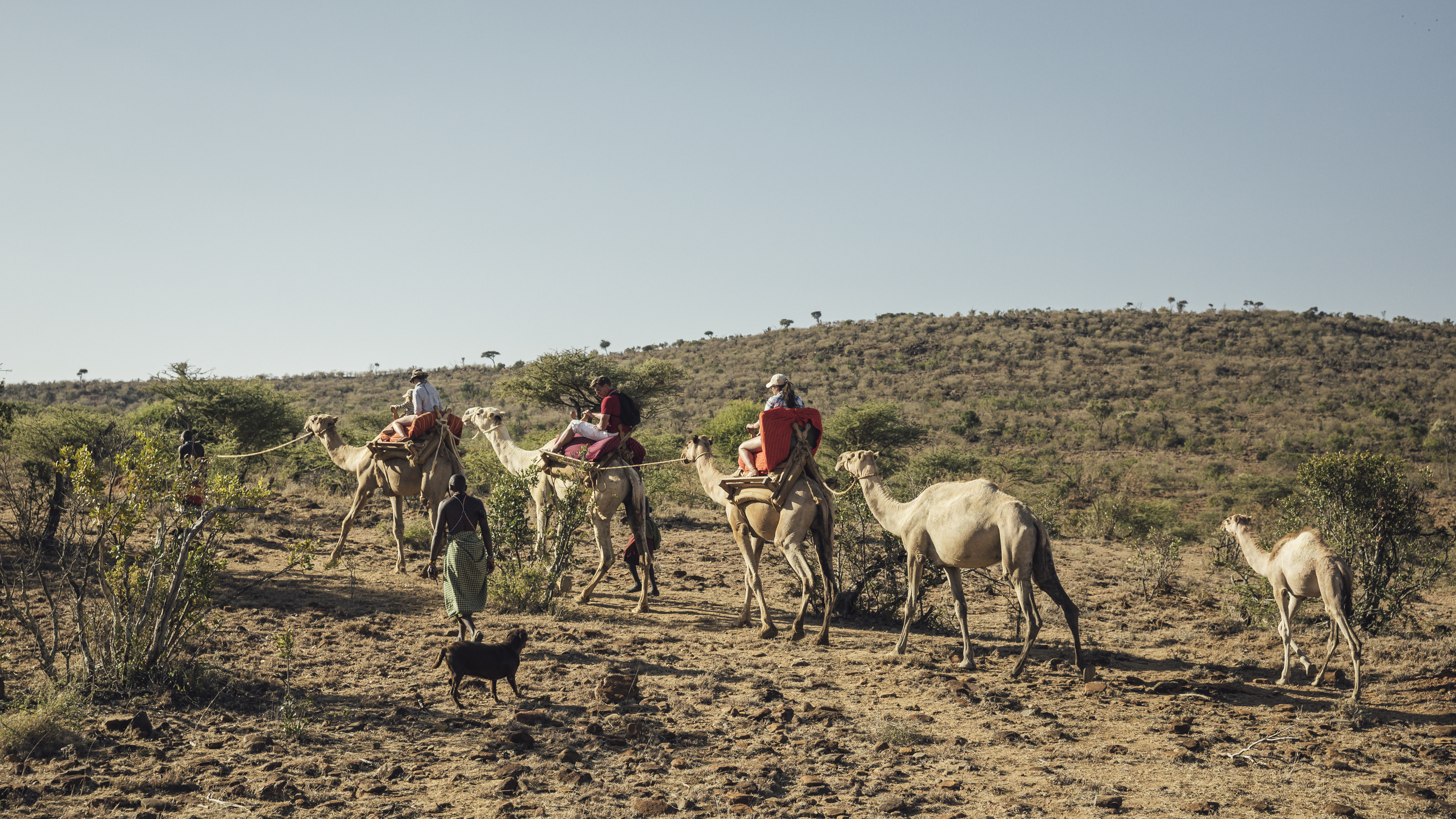 Camel Walk / Ol Malo Nomad