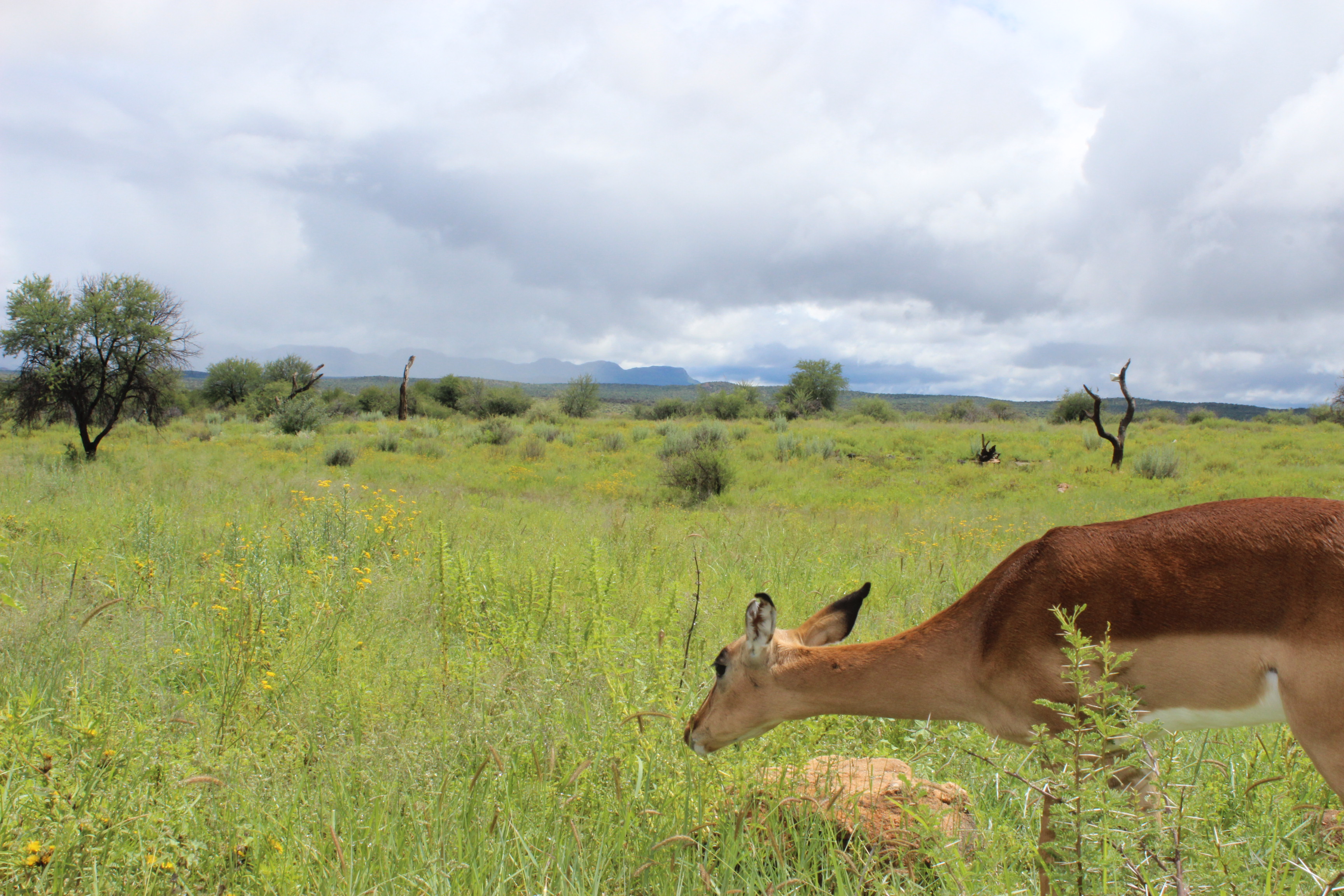 Auas mountains and Bokkie our impala grazing