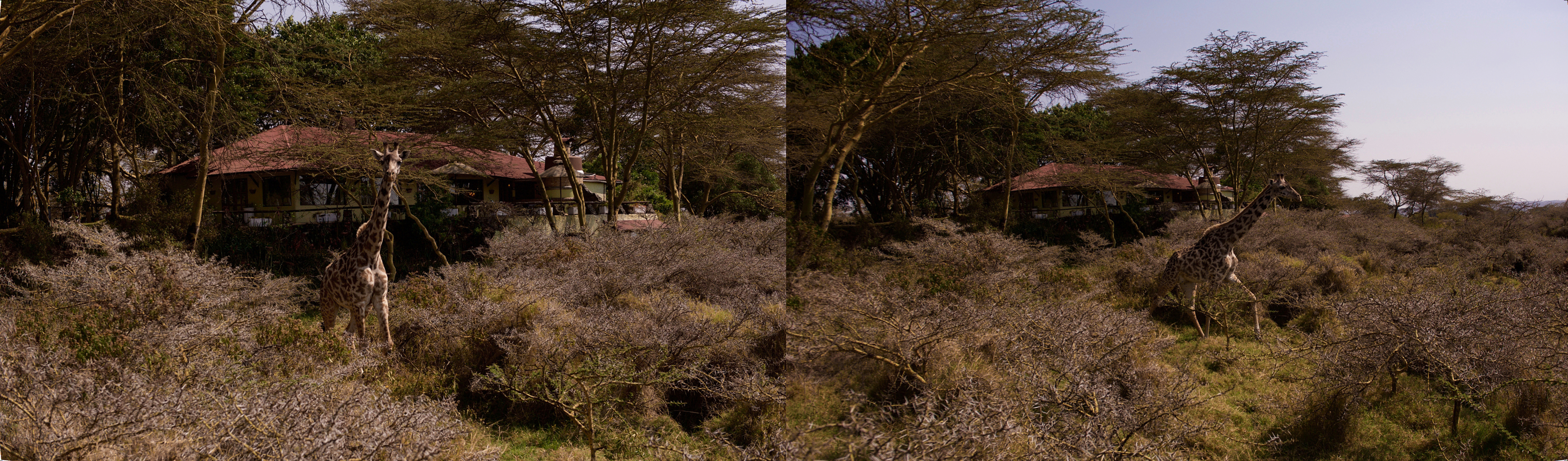 Giraffe close to the Hatari Kilimanjaro Verandah