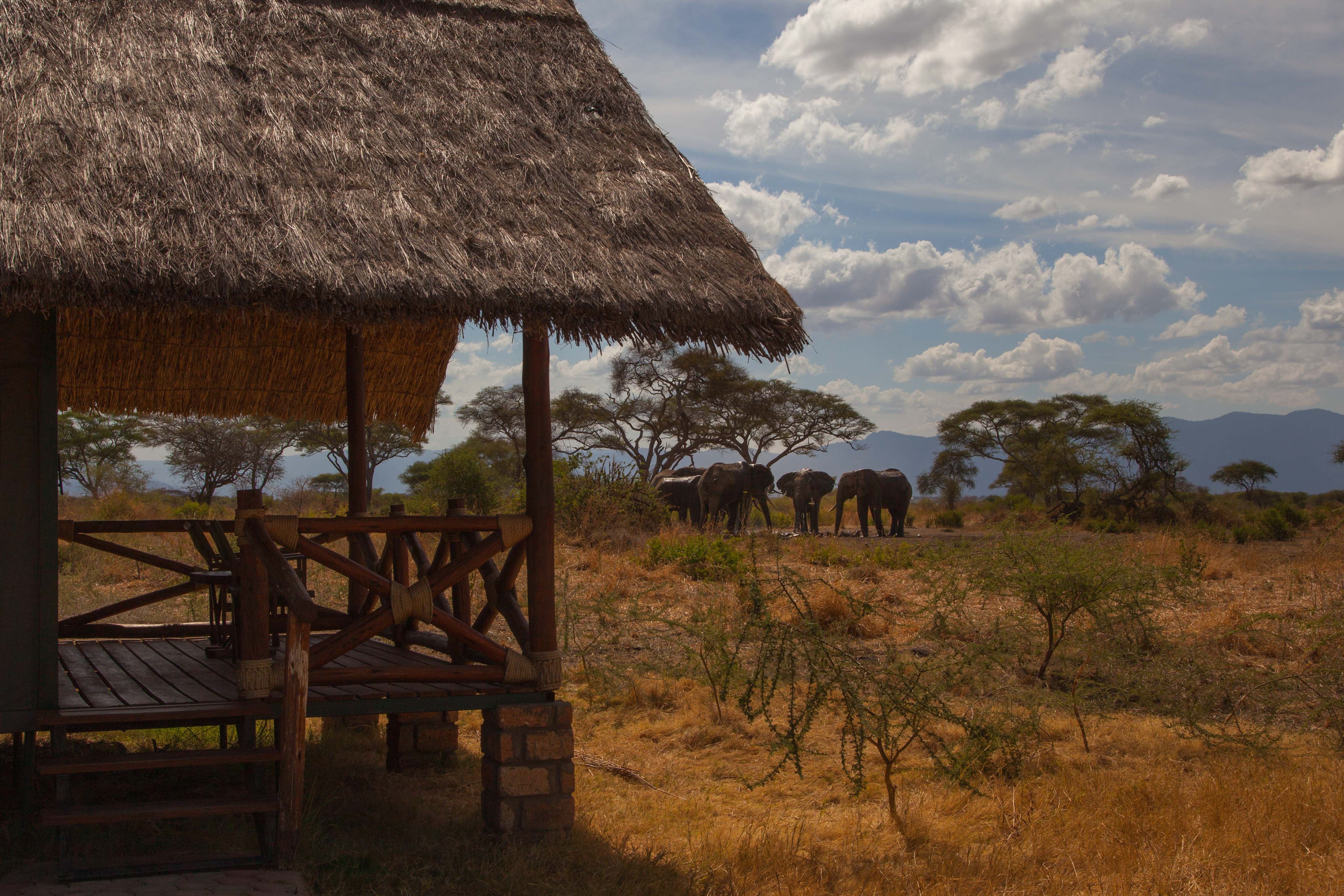 Elephant Herd in front of tents