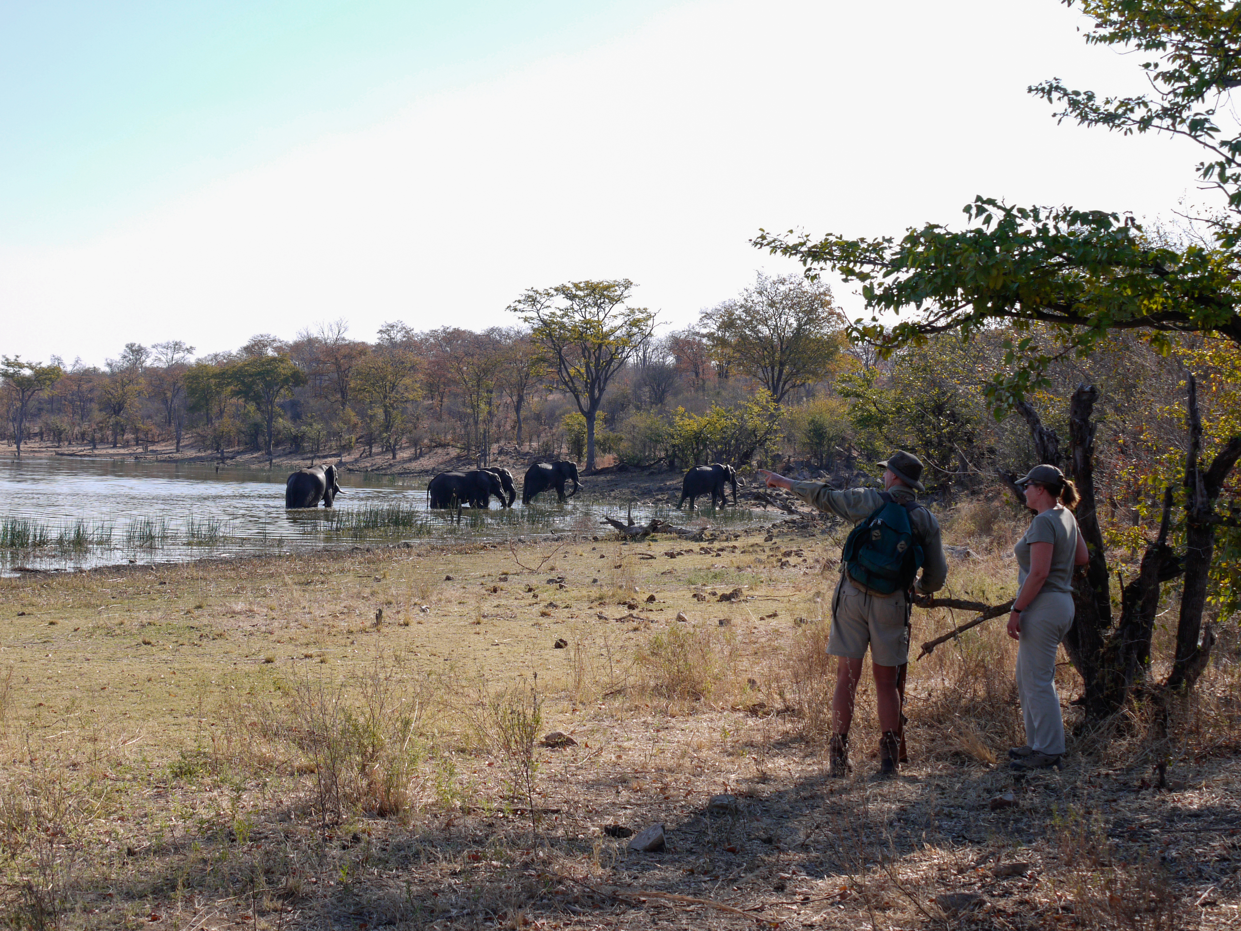We conduct many walks in Hwange National Park