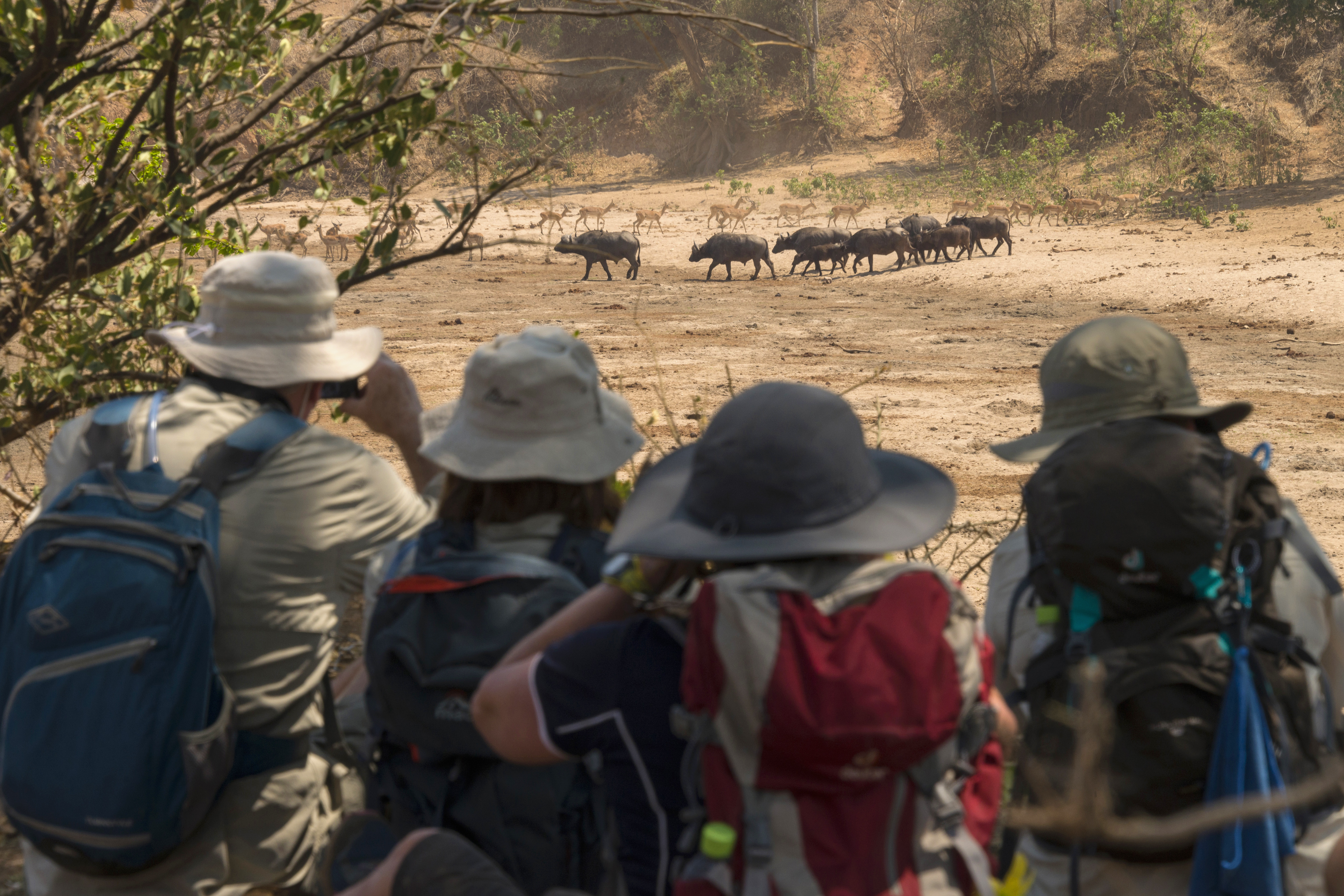 As the only source of water for some kilometers, wildlife around the Chitake Spring is prolific.