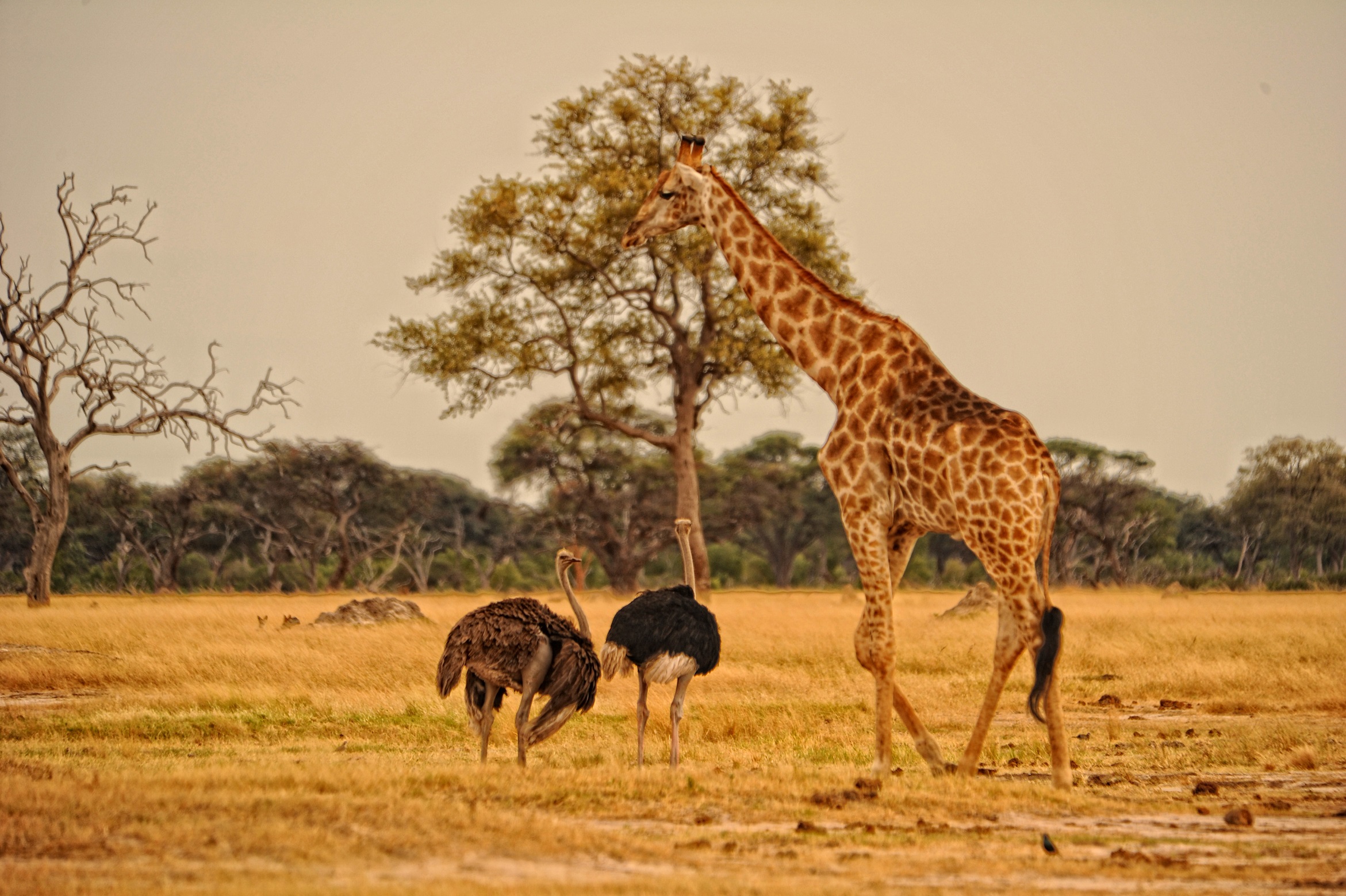 Friends - giraffe and ostriches  