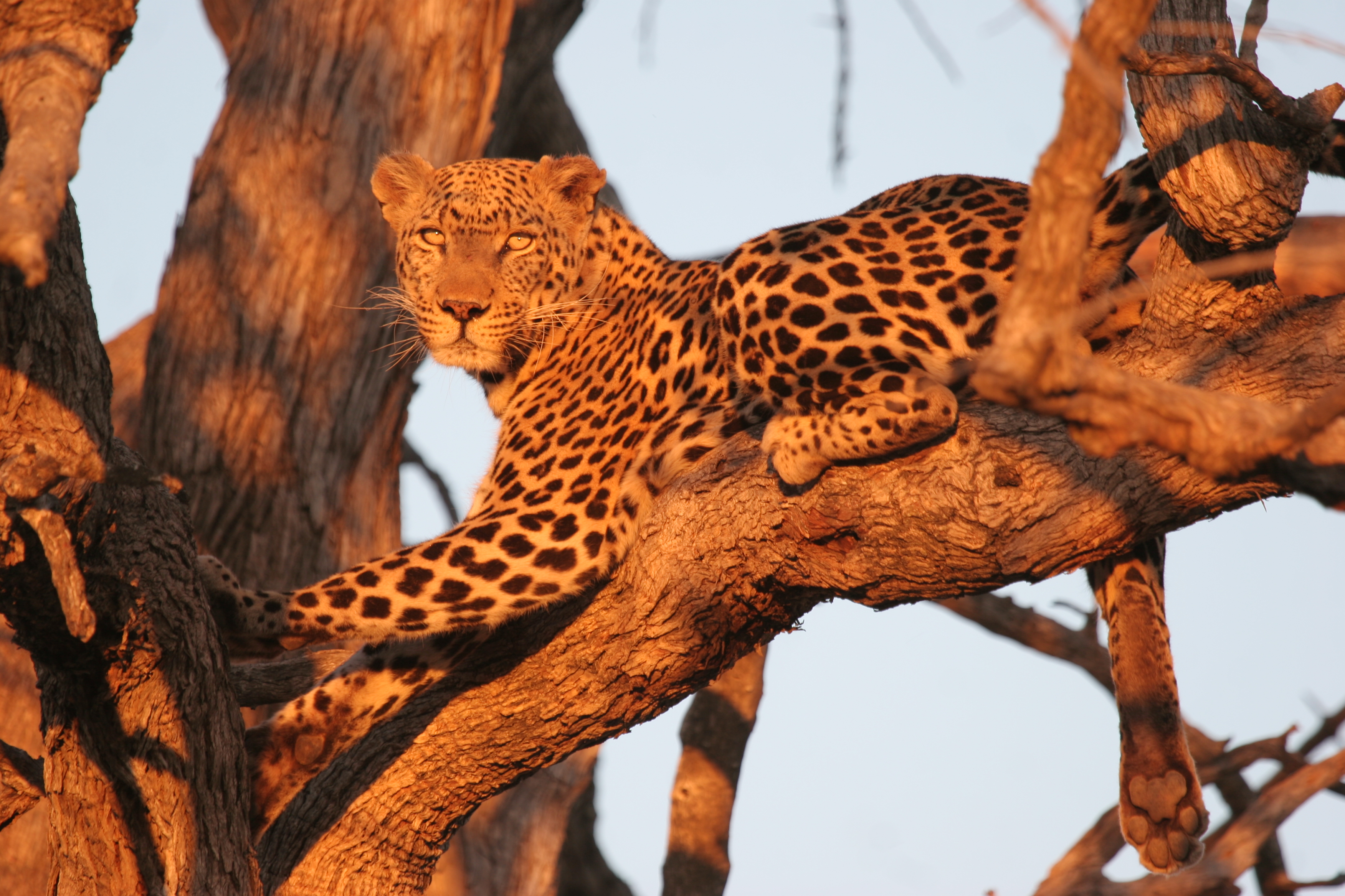 Beautiful Hwange Leopard