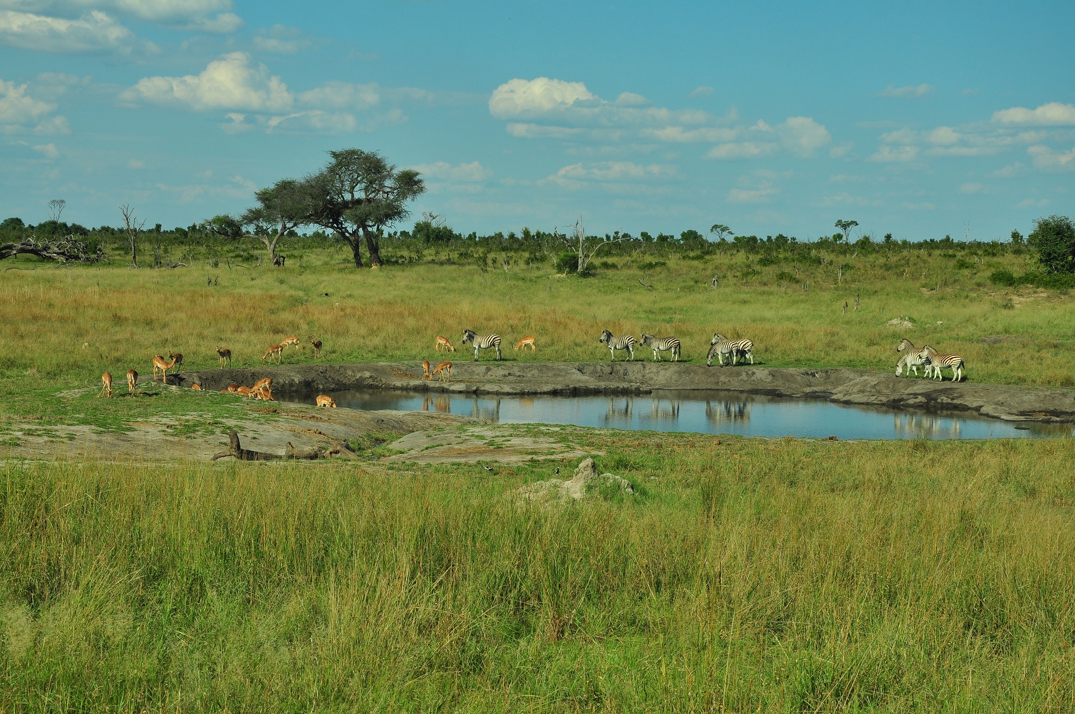 Meeting at the waterhole