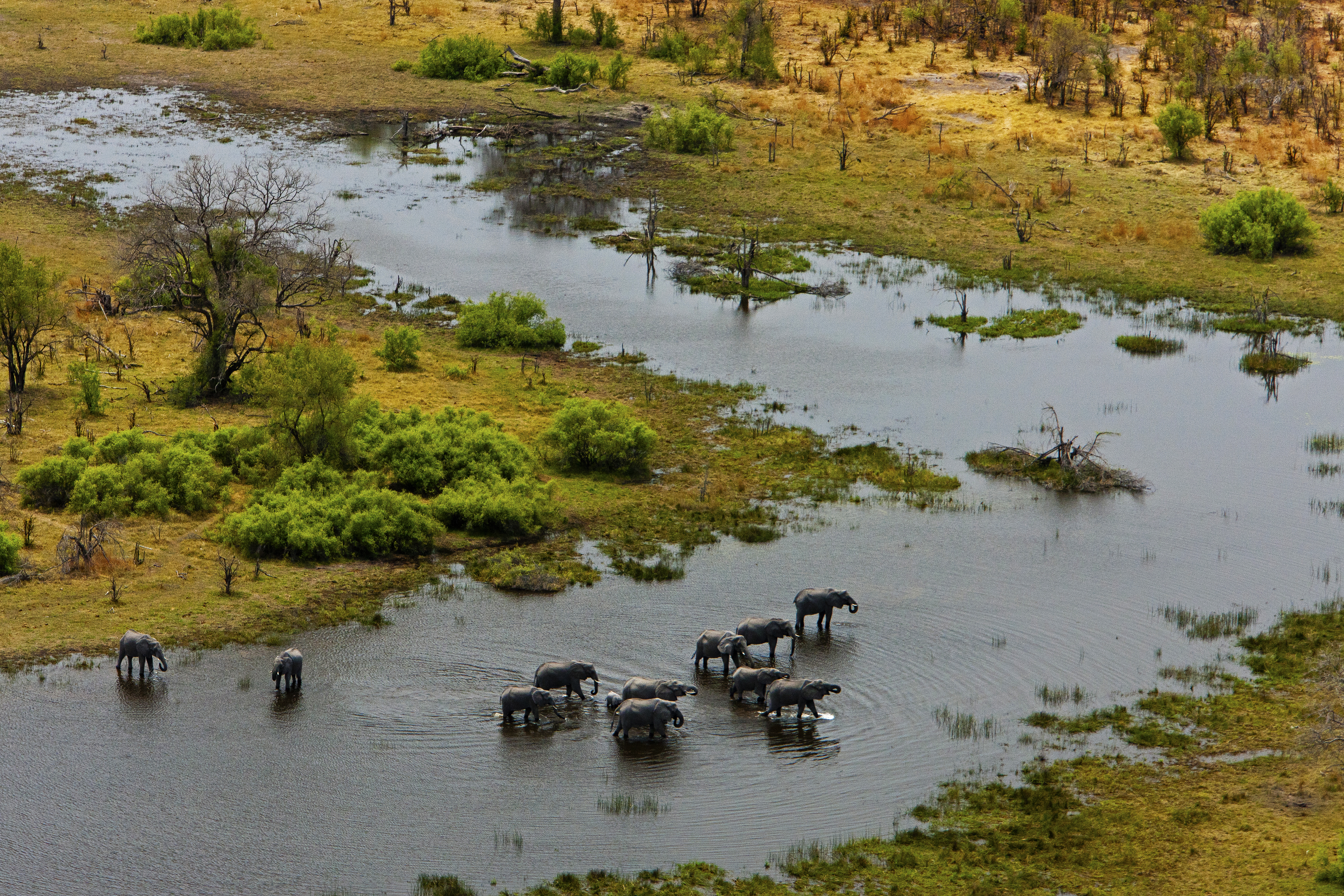 Elephant Crossing the Spillway