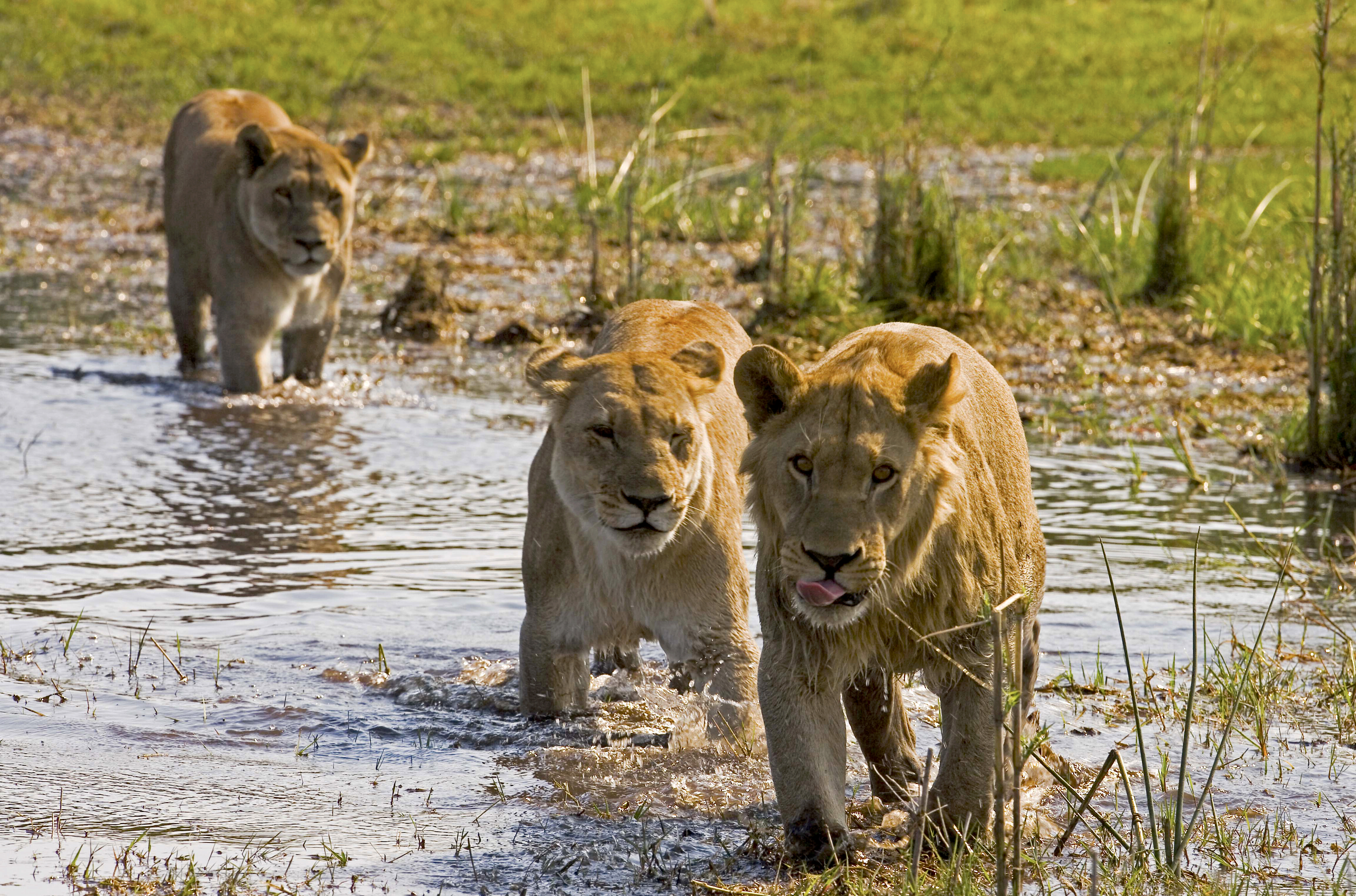 Lions Crossing the Selinda Spillway