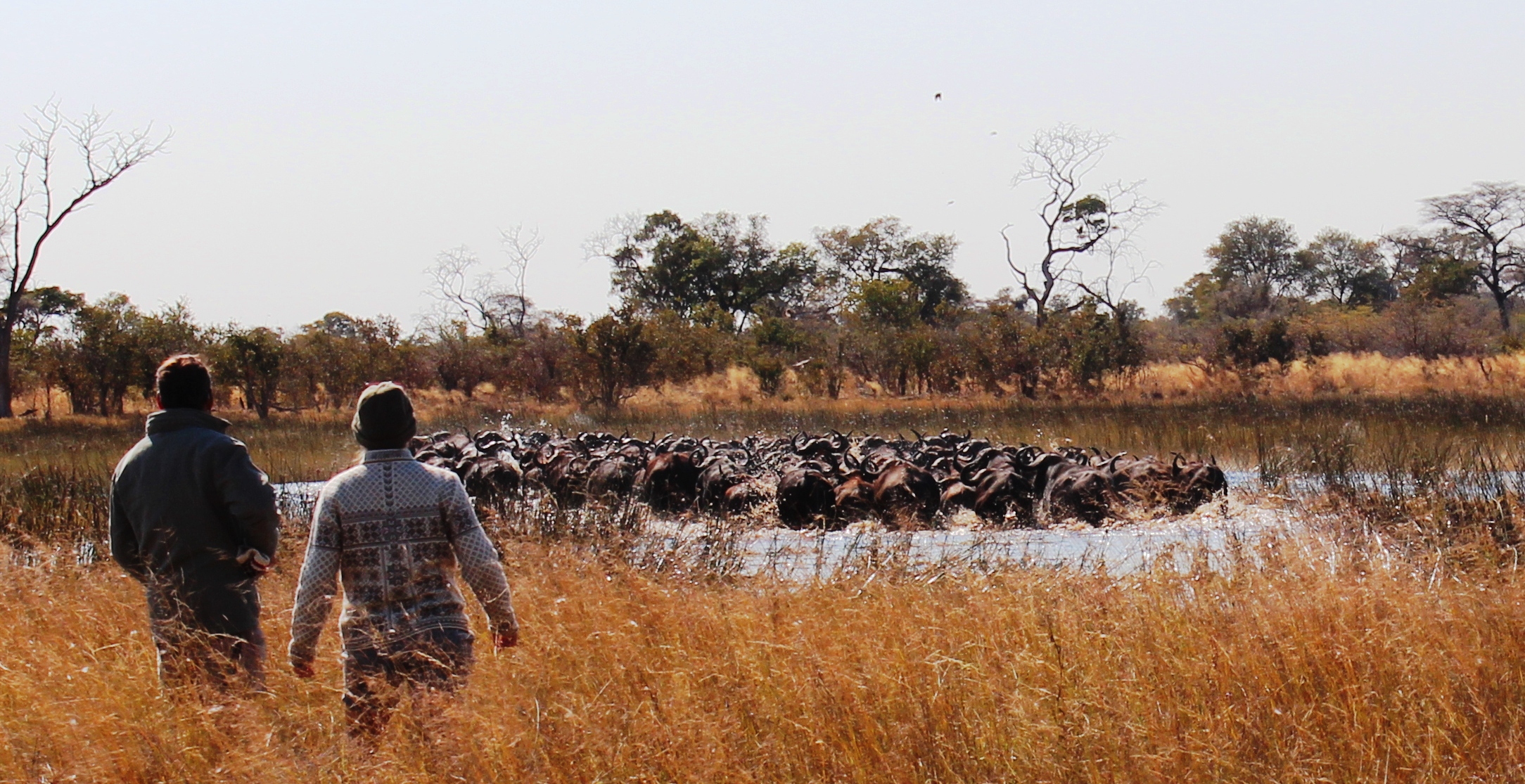 Walking safari big game encounters