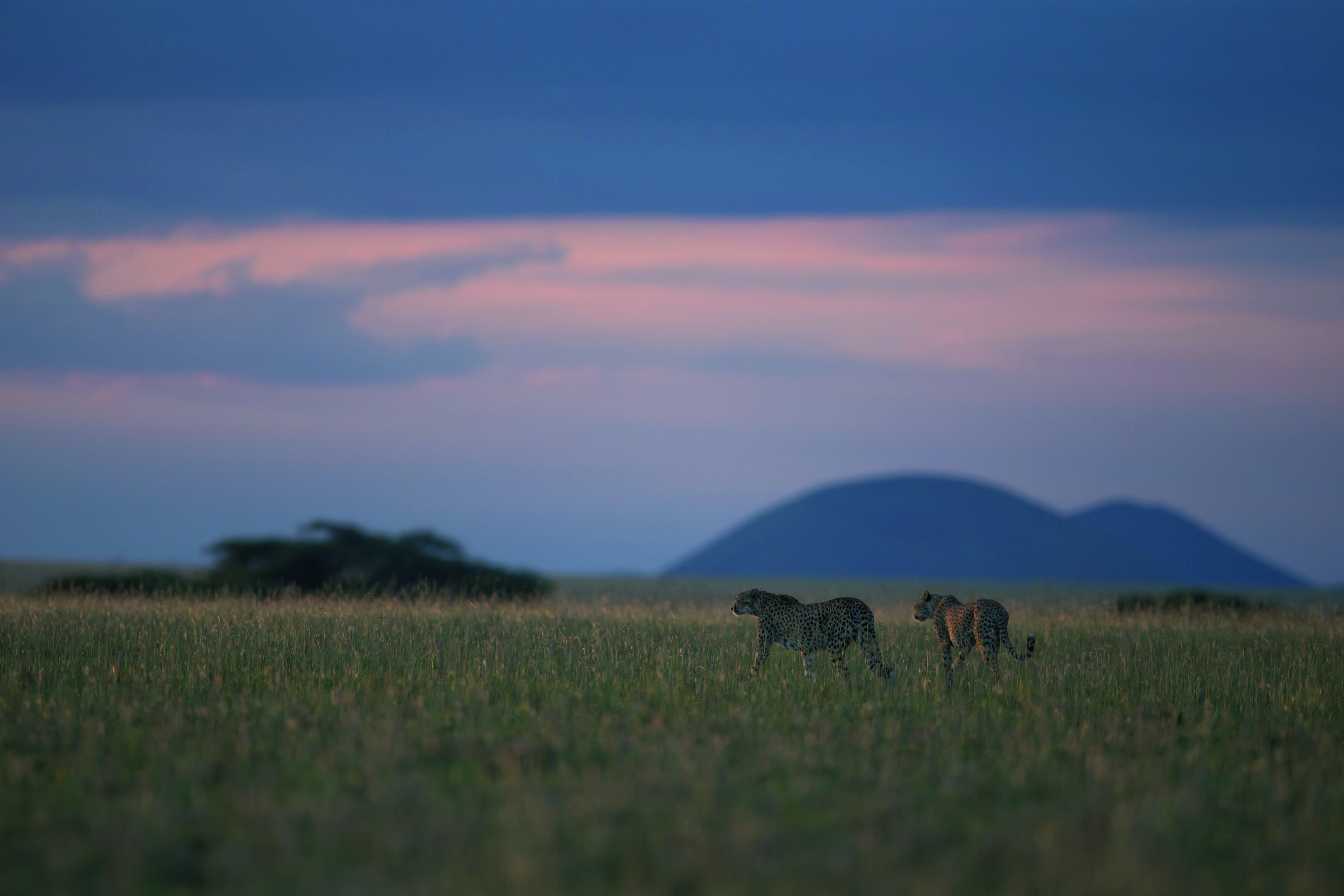 Cheetahs at Dusk