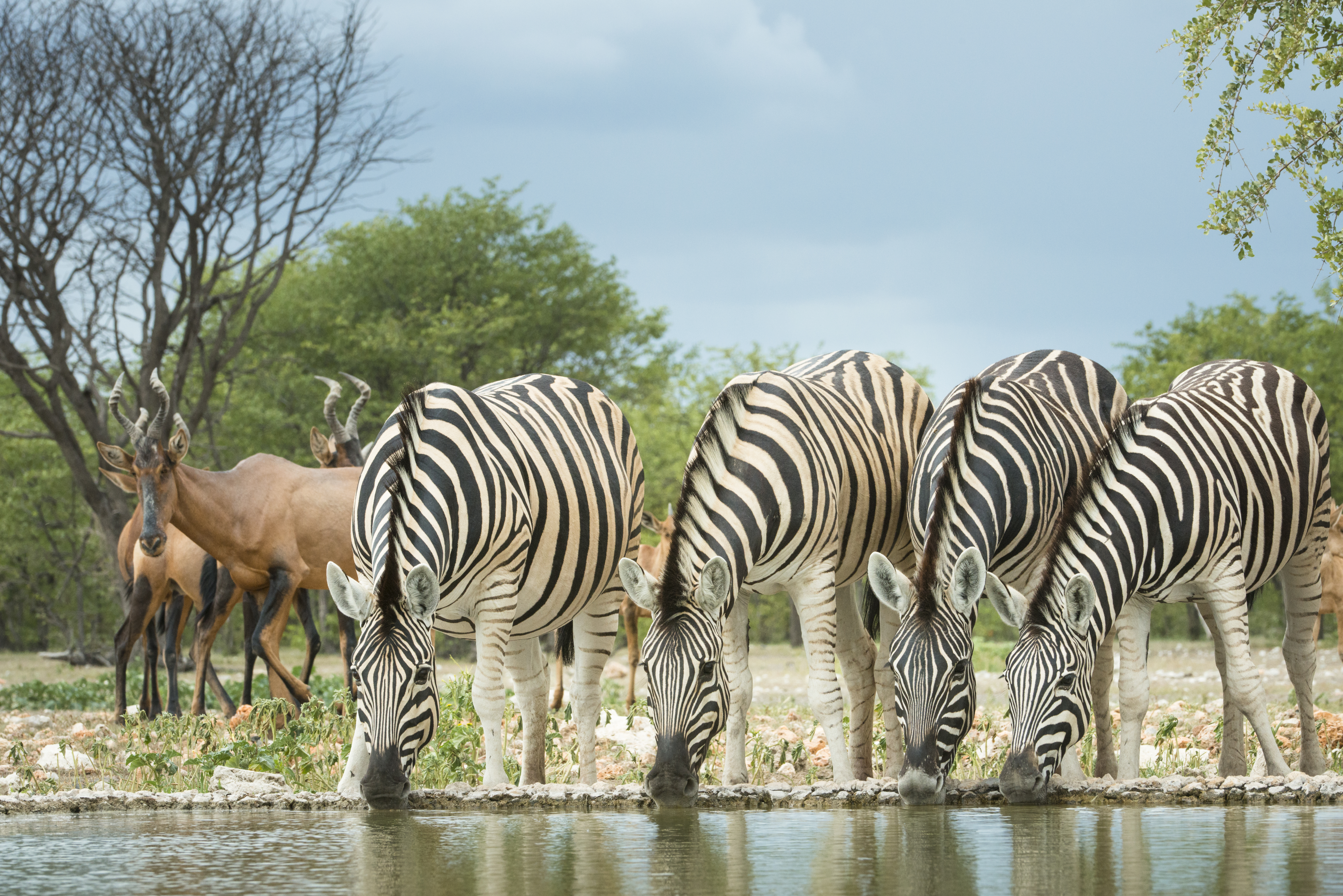 Wildlife experience on the private Ongava Game Reserve