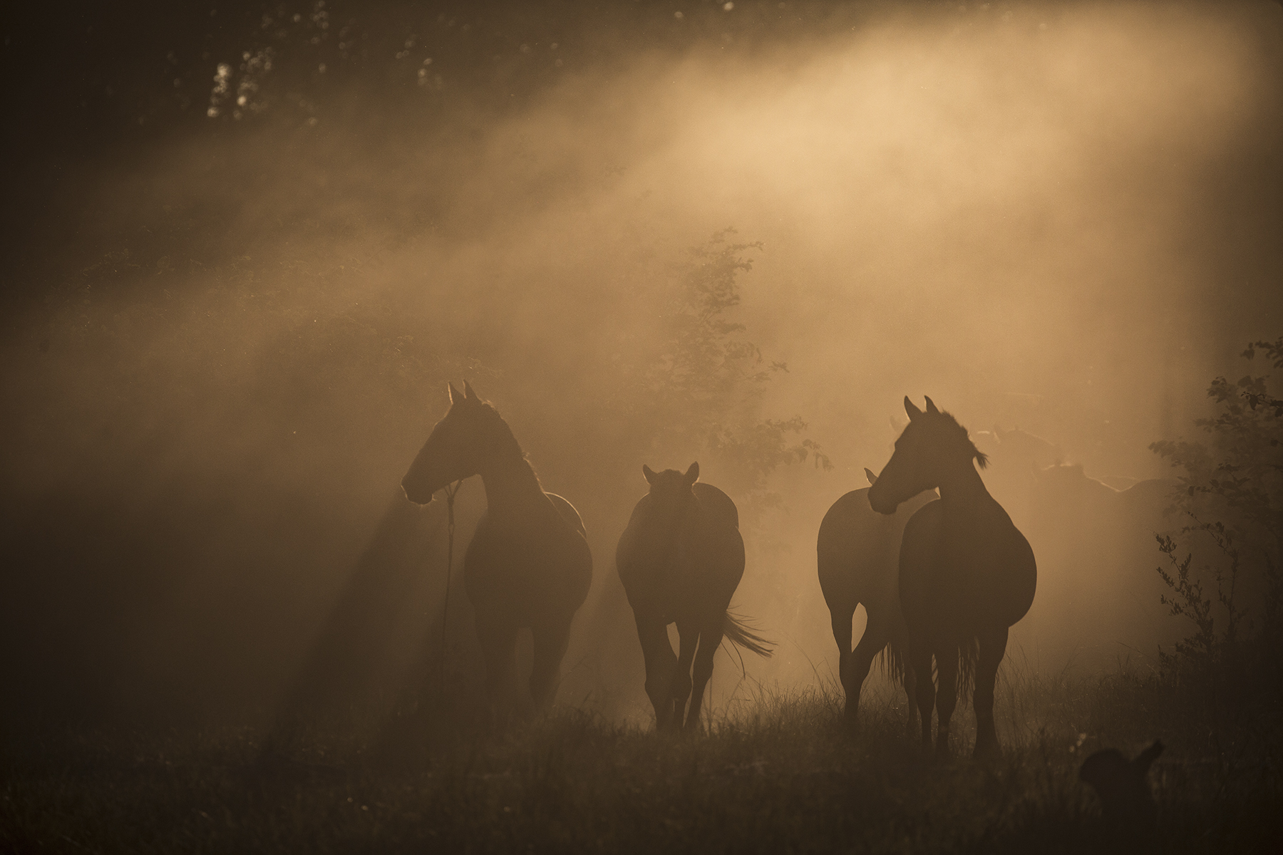 Horses in the morning light