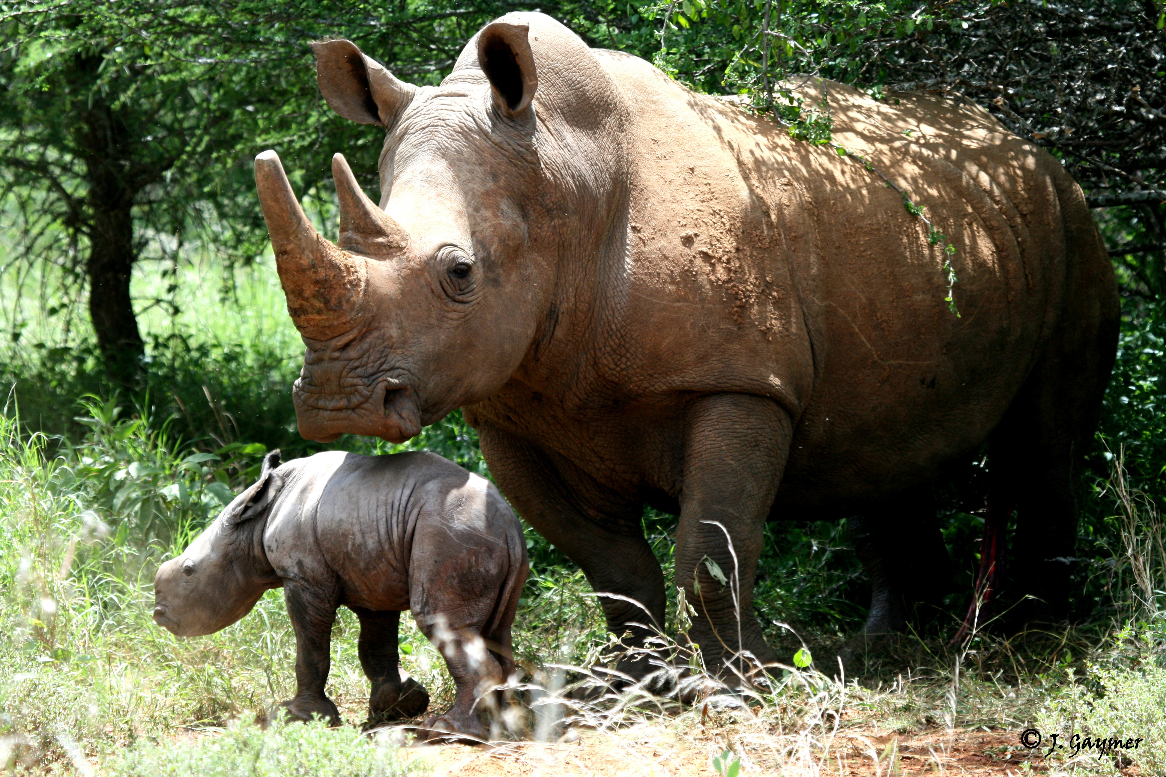 For 35 years Ol Jogi has operated as a private conservation sanctuary.  Now currently hosting 6% of the world’s remaining Eastern Black Rhino and 15% of the world’s remaining Grevy’s Zebra plus significant populations of all of the "Big Five" amongst several other endangered species. 