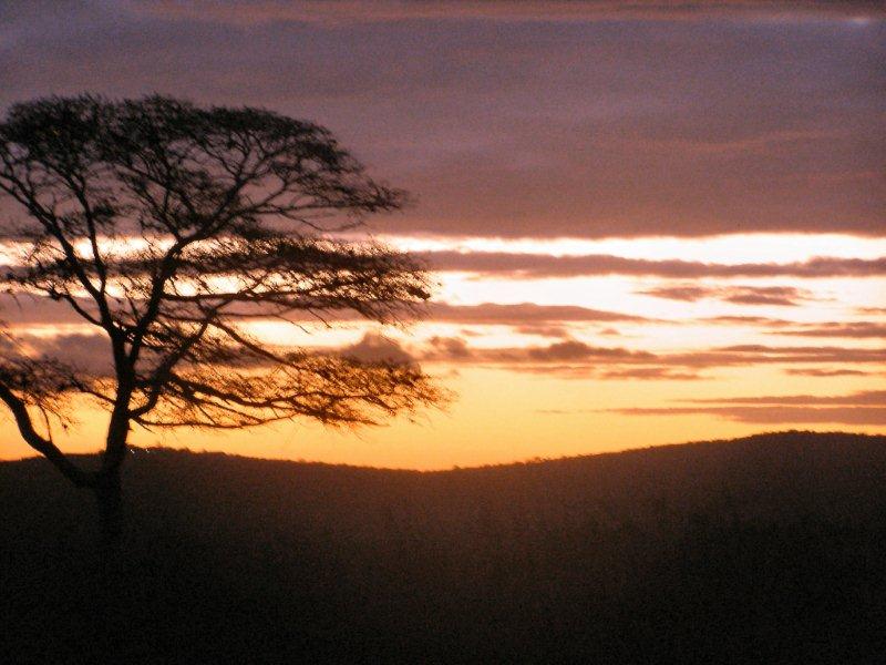 Sunset over acacia tree