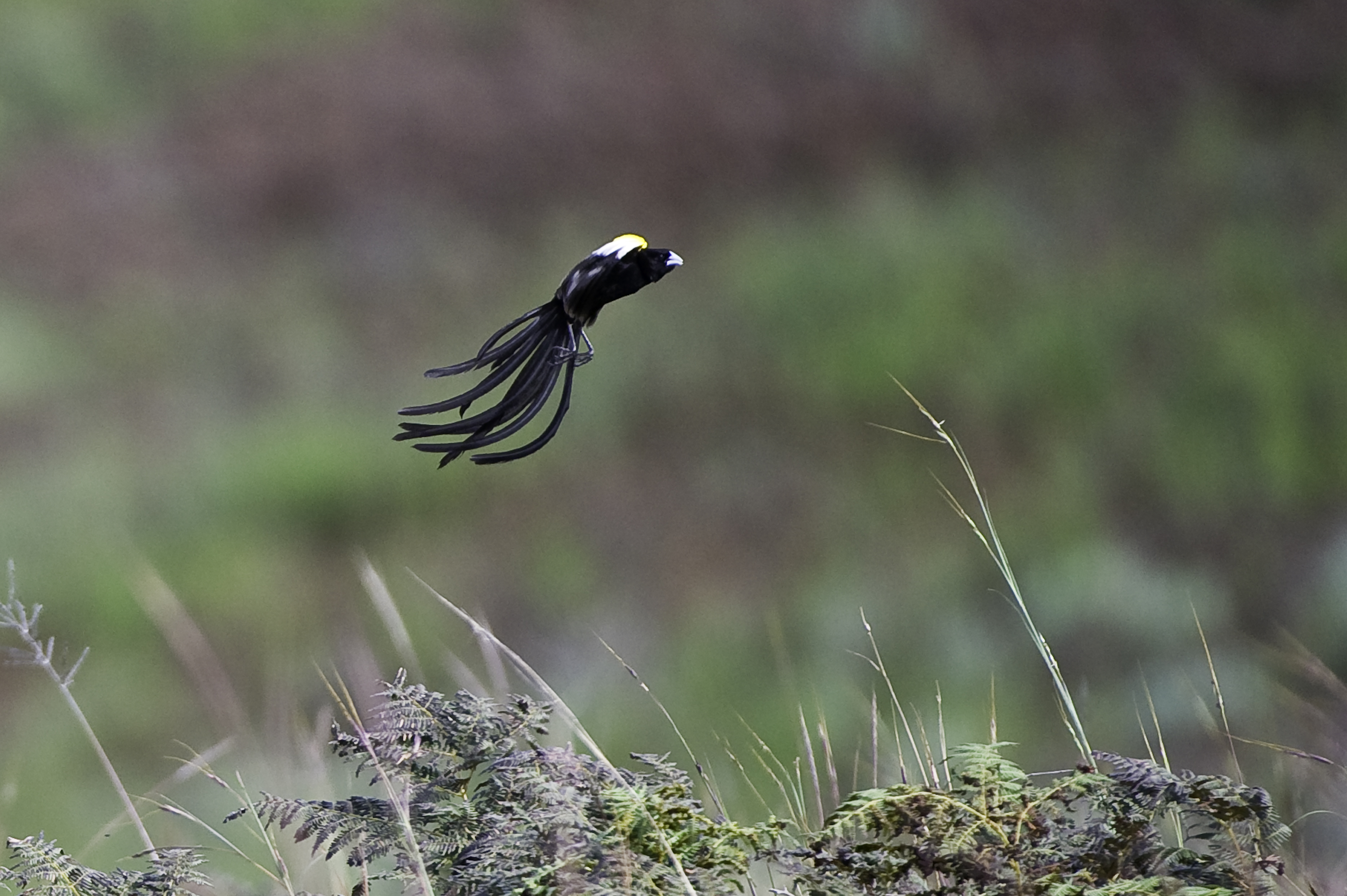 Nyika Birds