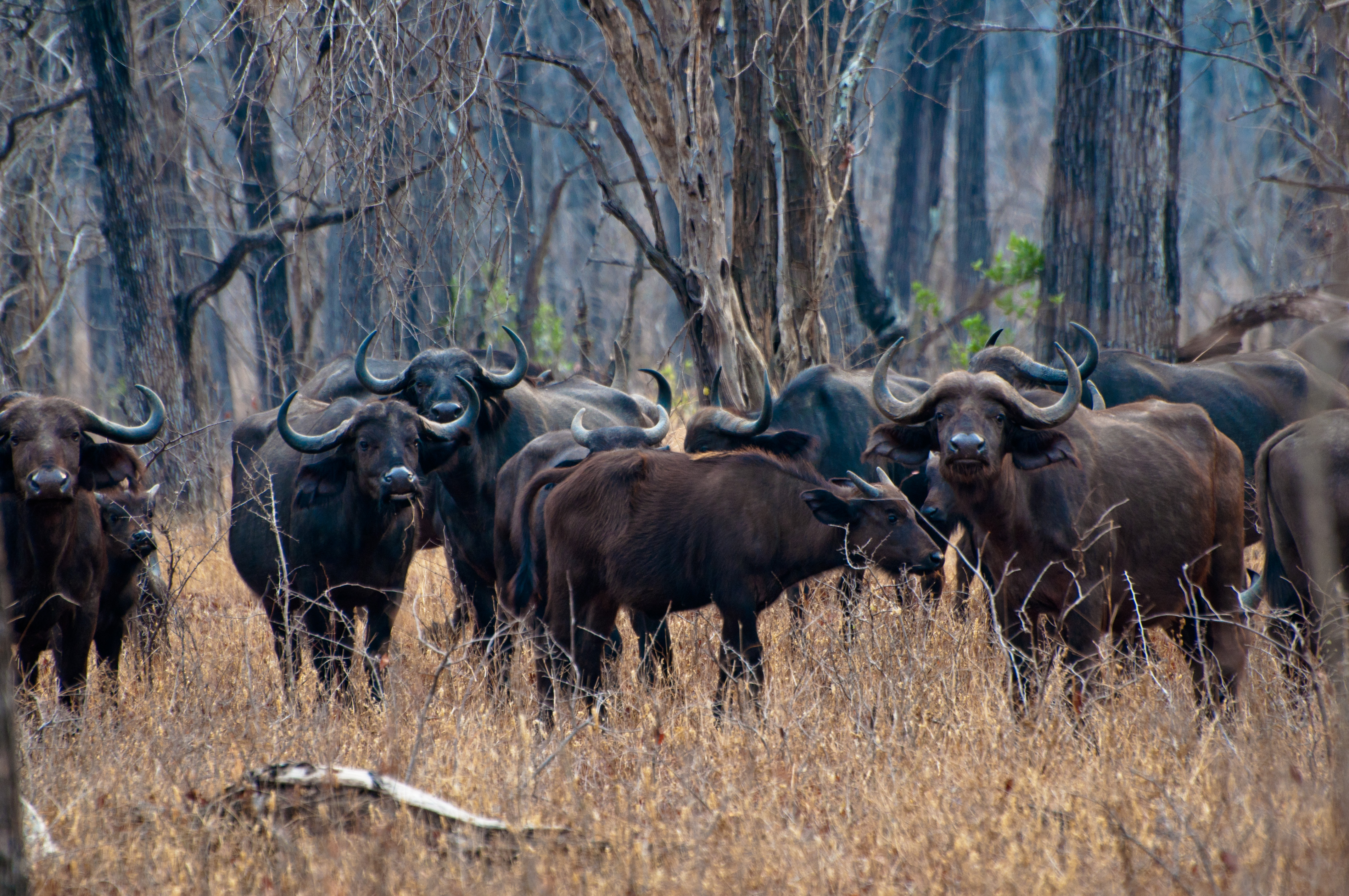 Cape Buffalo