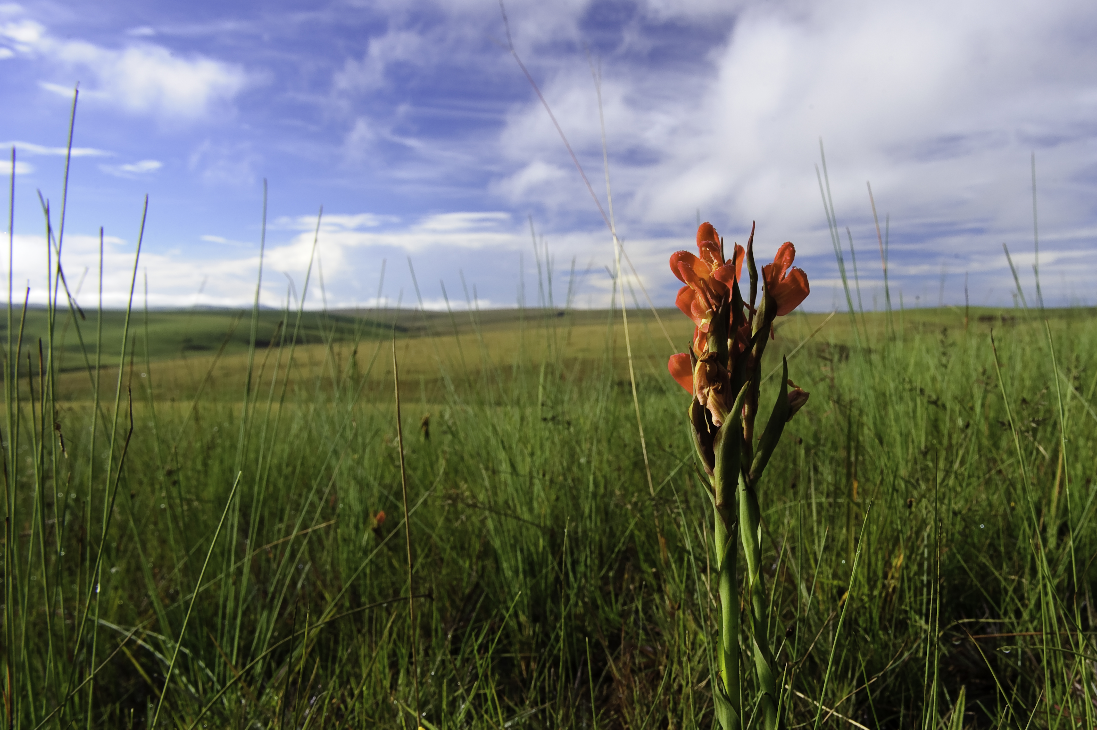 Nyika Flora