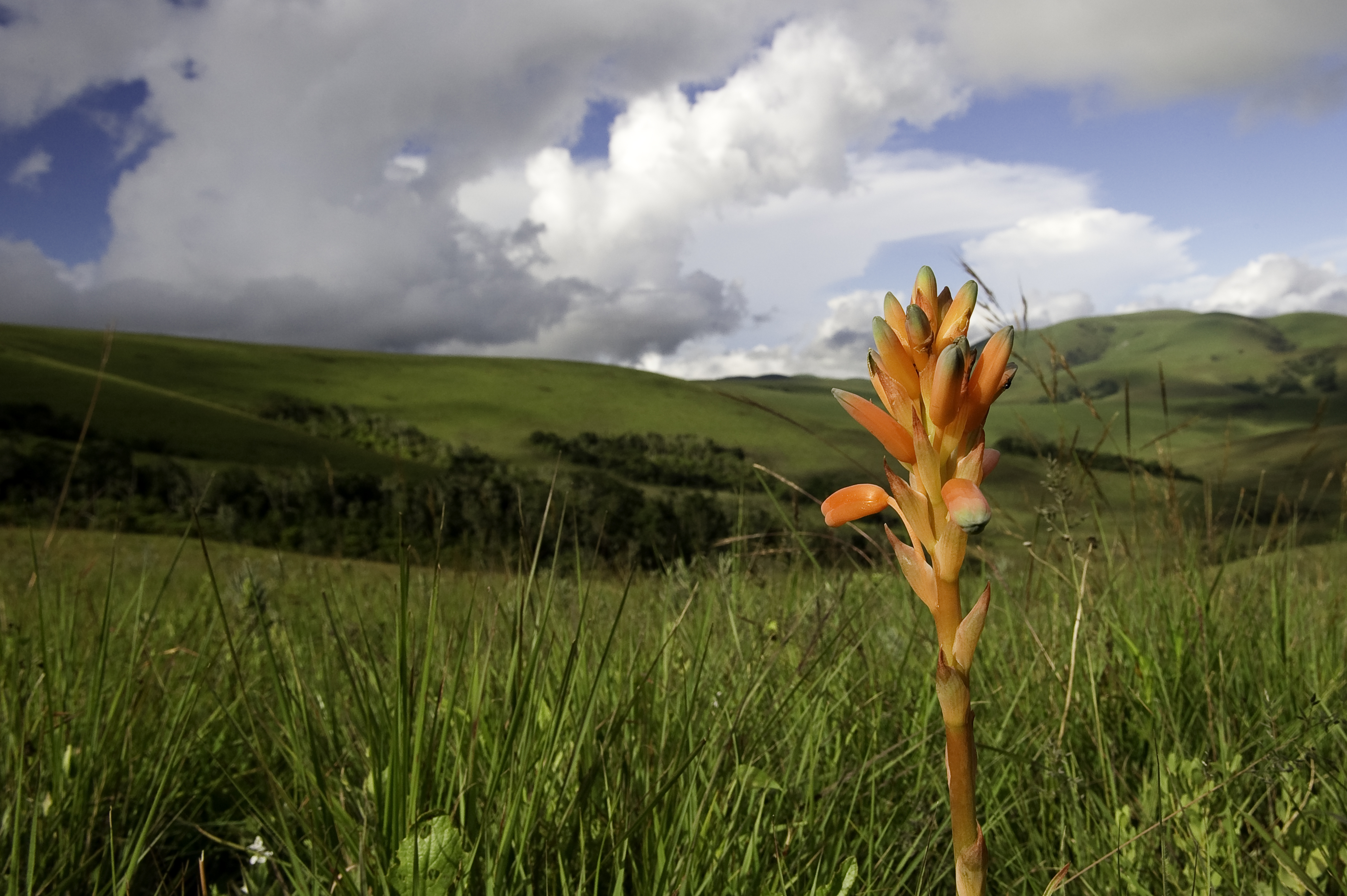 Nyika Flora