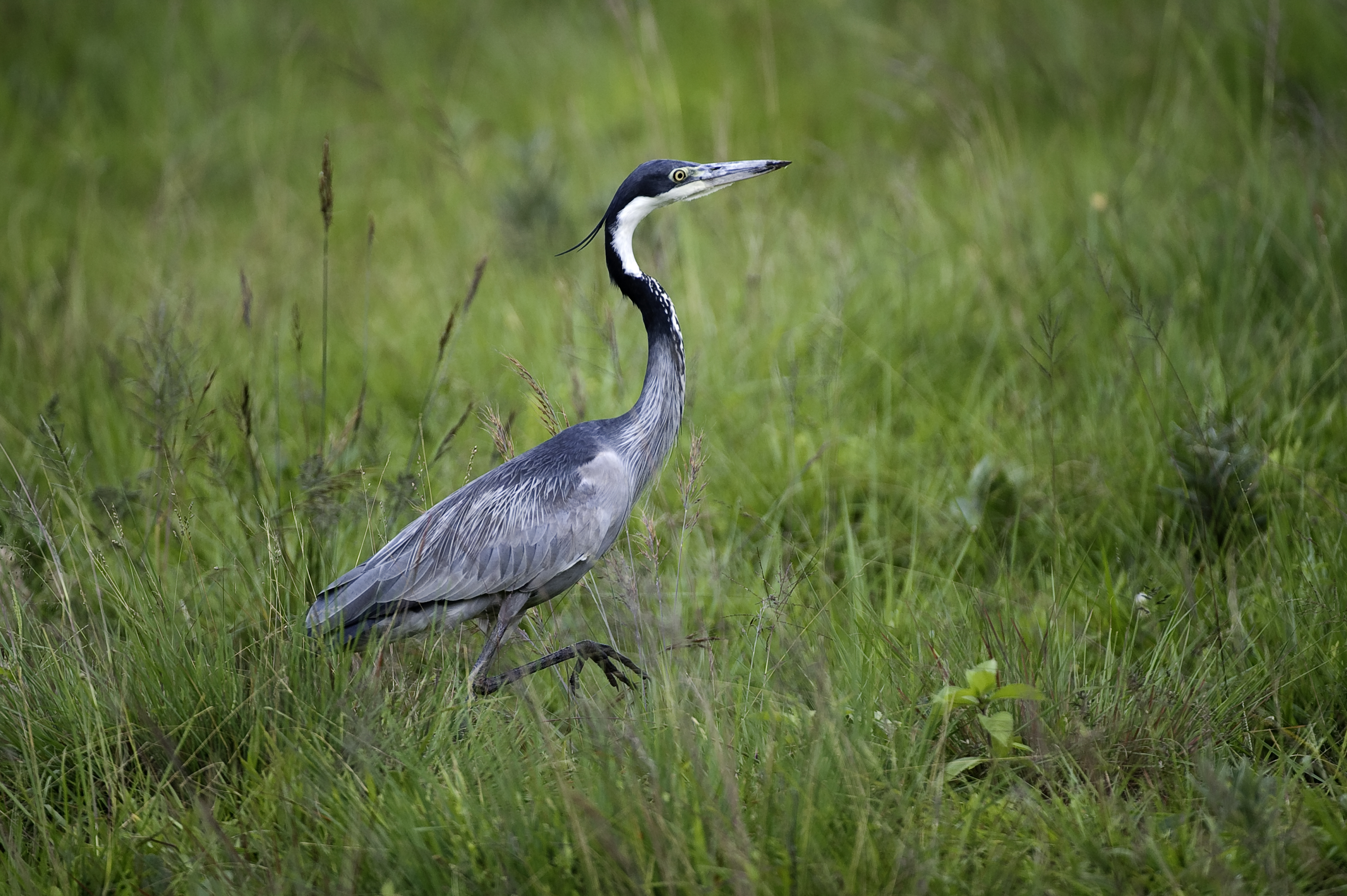 Nyika Birds