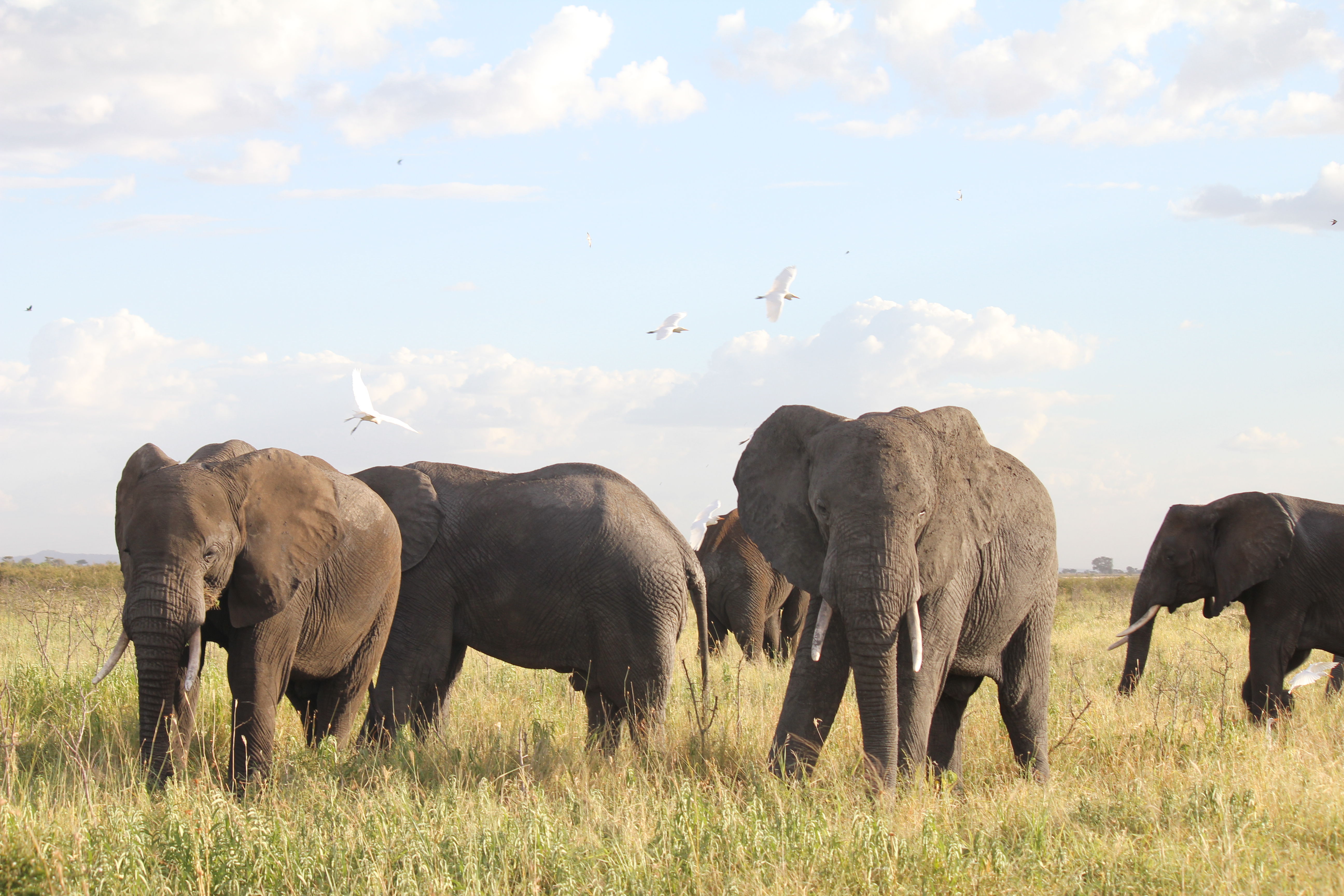 Elephants are common on the Conservancy