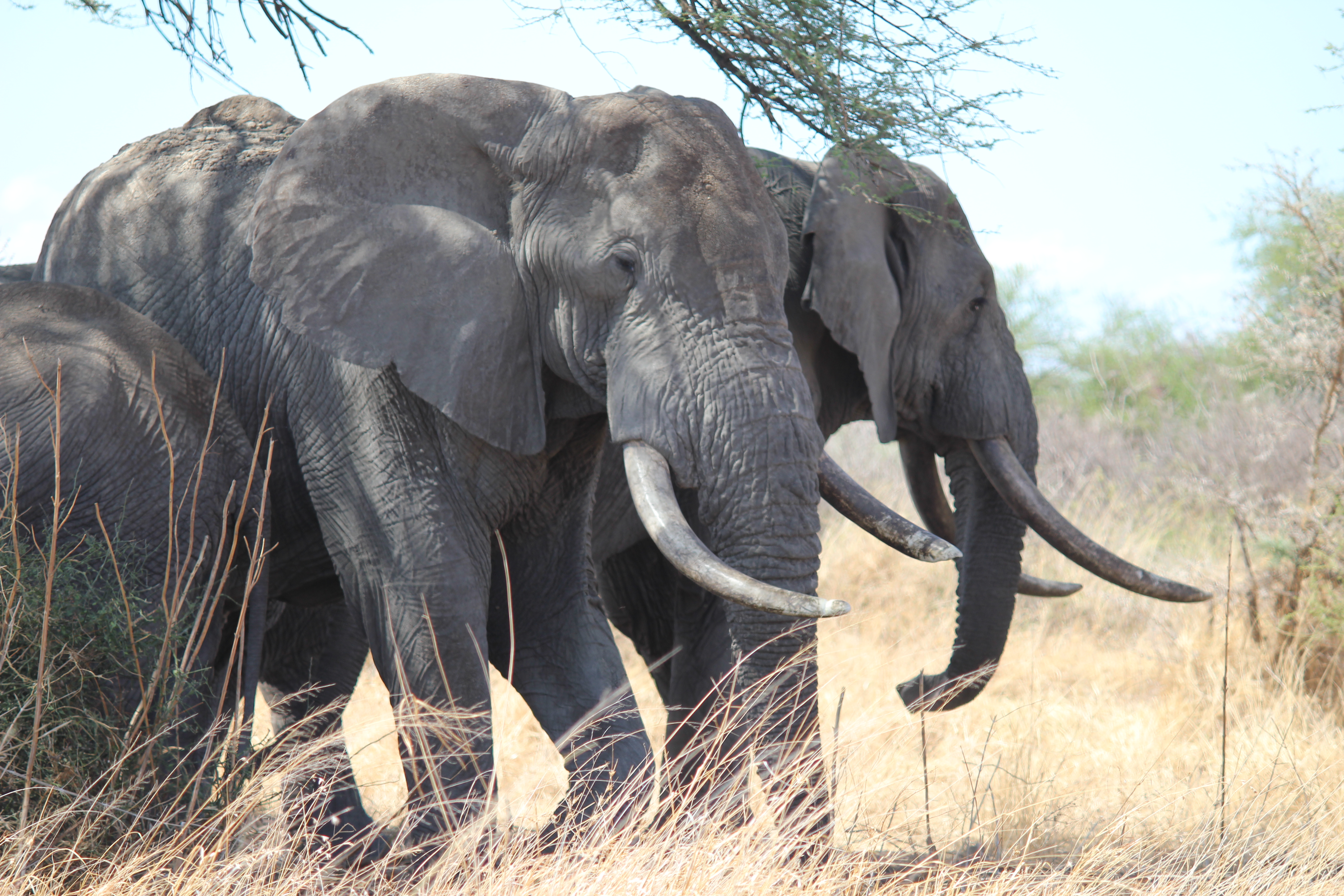Manyara Ranch is a migration corridor - also for elephants such as these