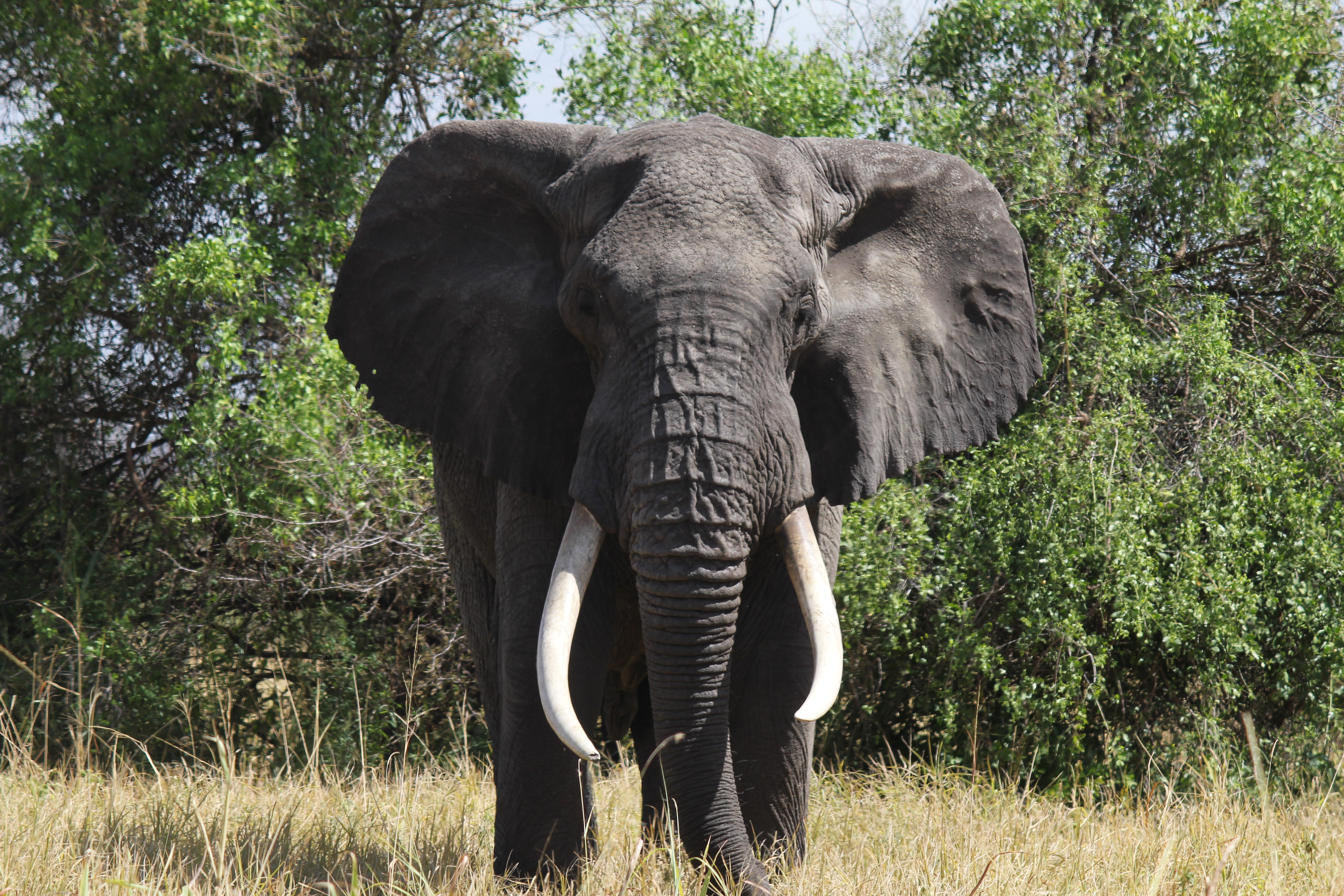 Elephants move freely within and through the Conservancy