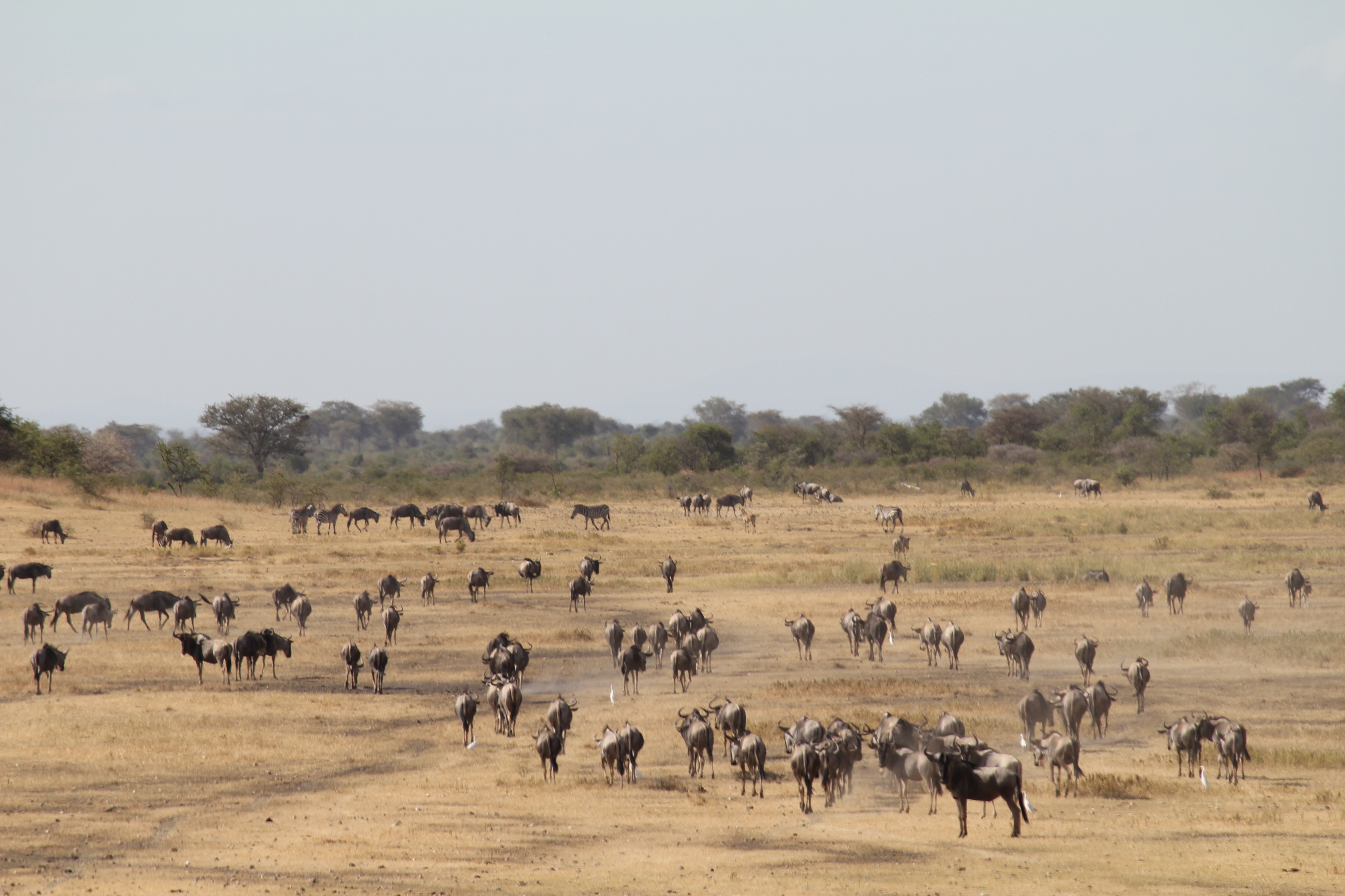 The Conservancy is a key Migration Corridor for Wildlife