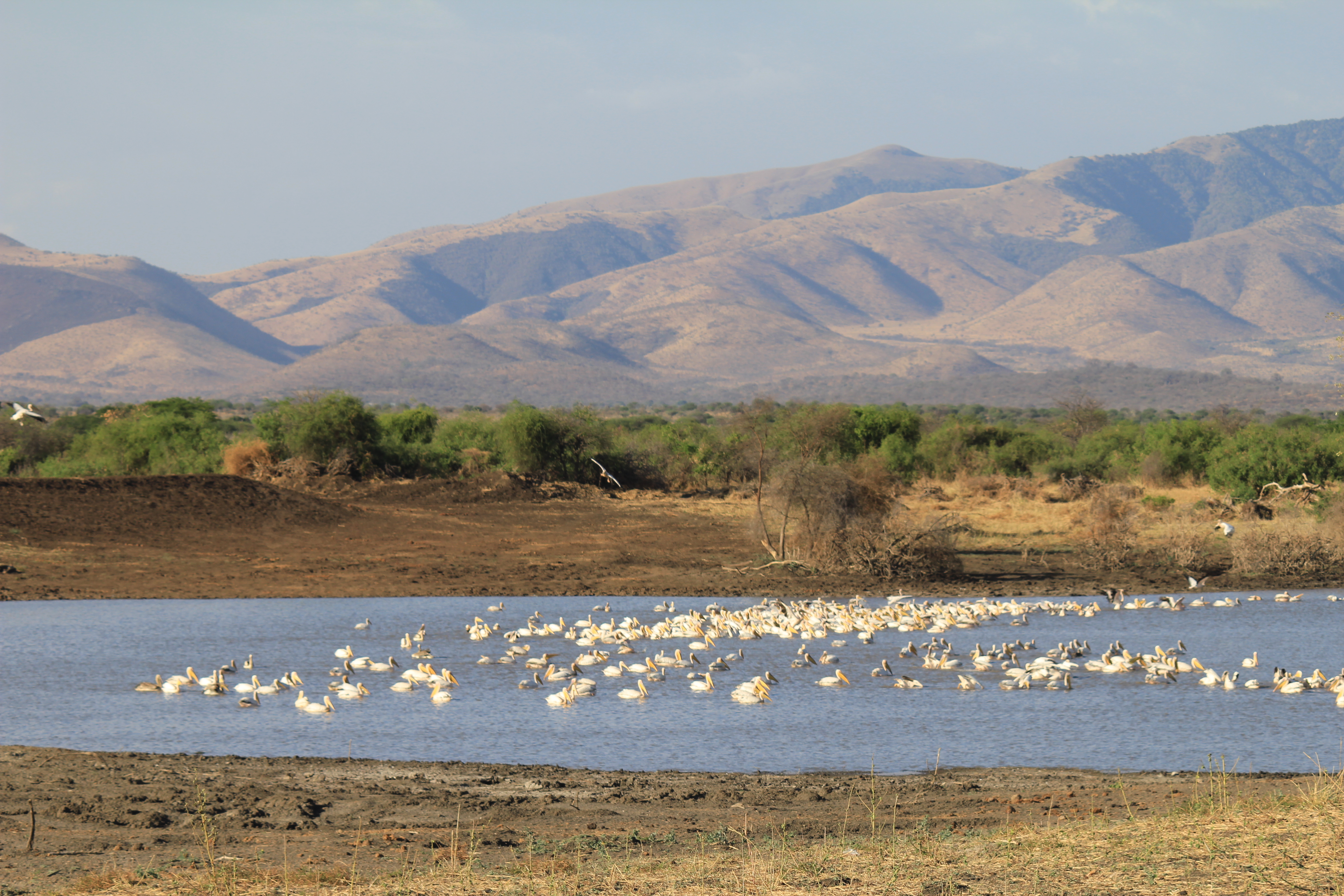 Thousands of pelicans and storks visit each year