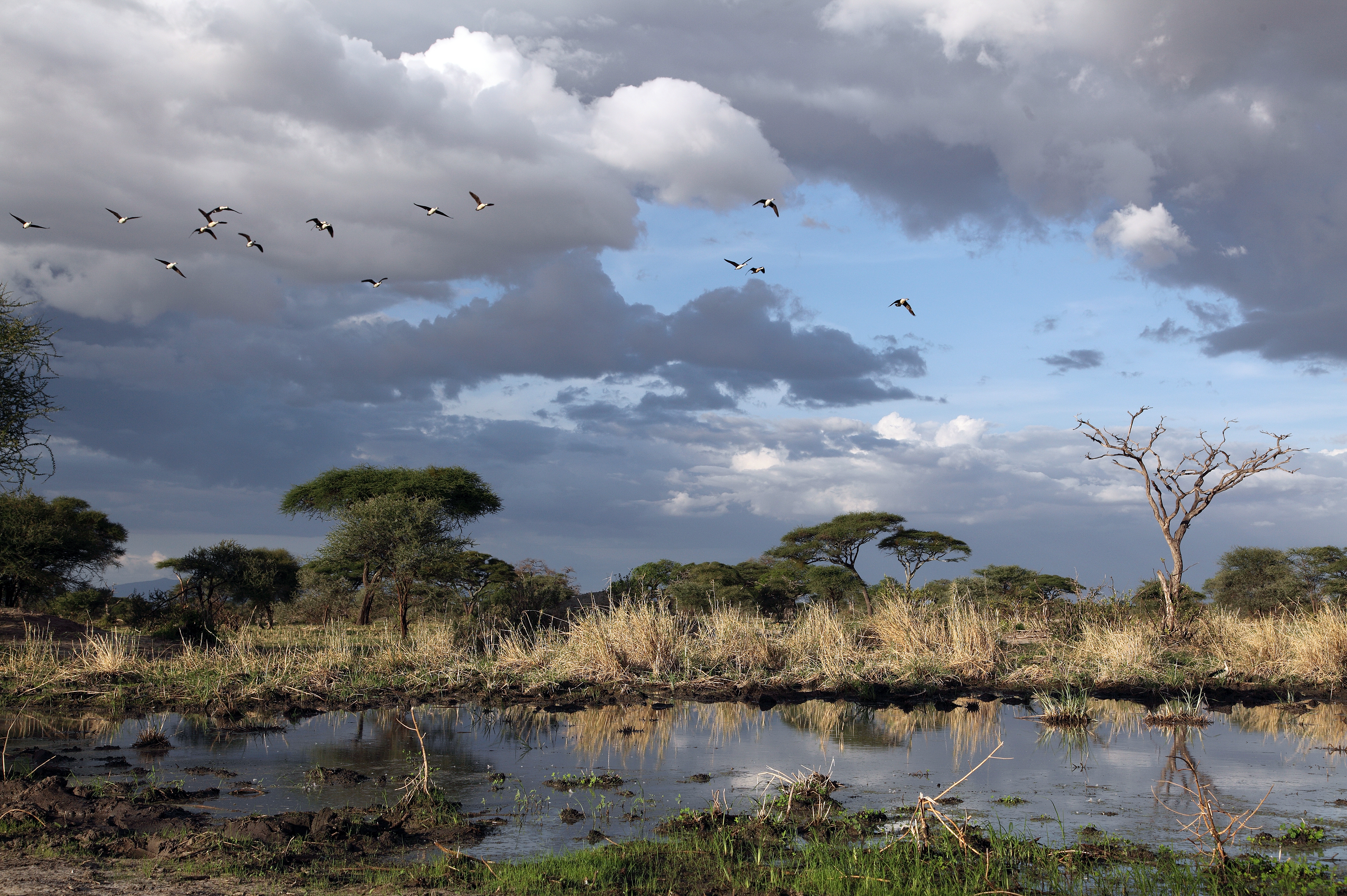 The Conservancy is a bird watcher's paradise