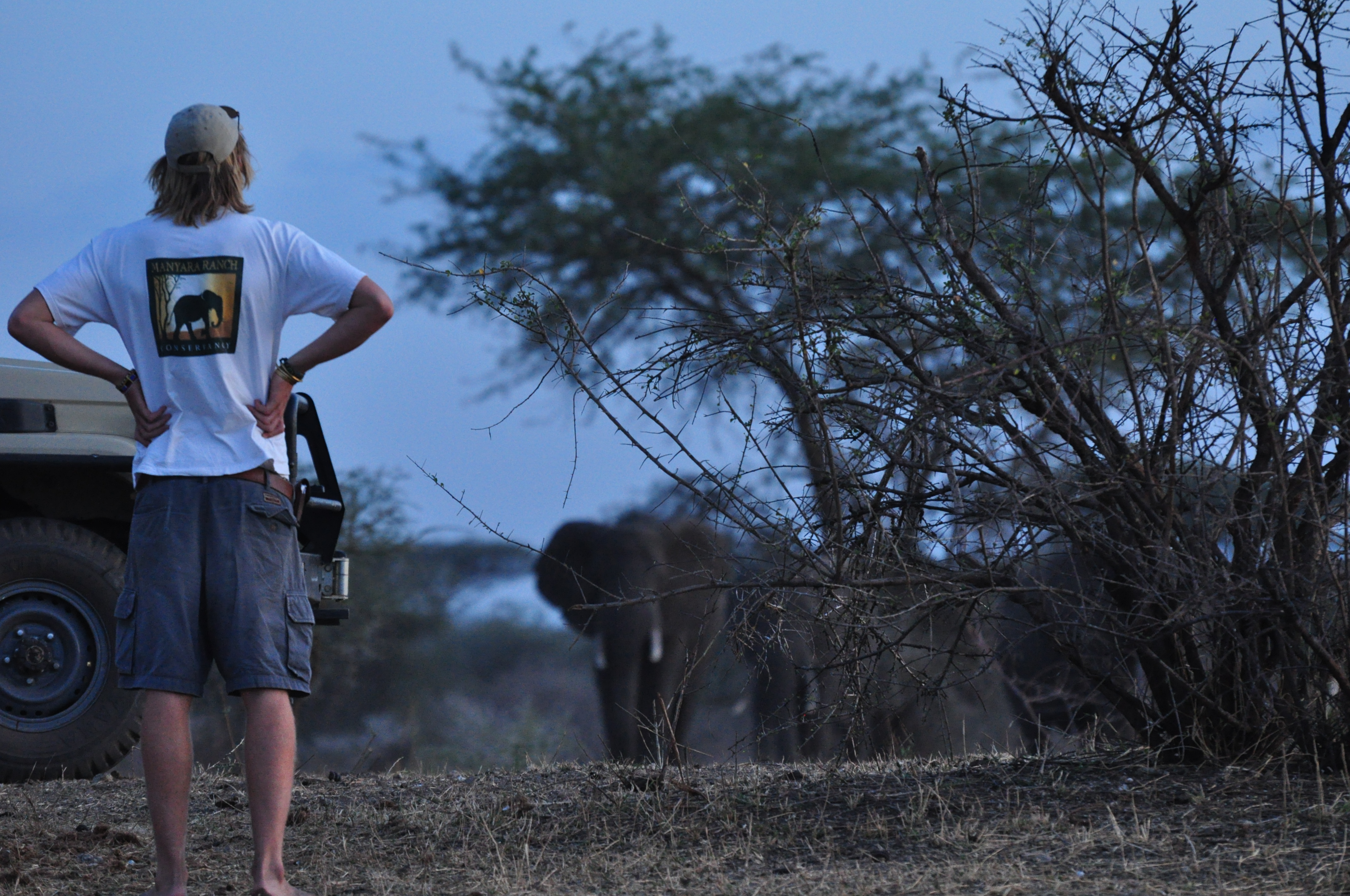 Elephants are a common sight