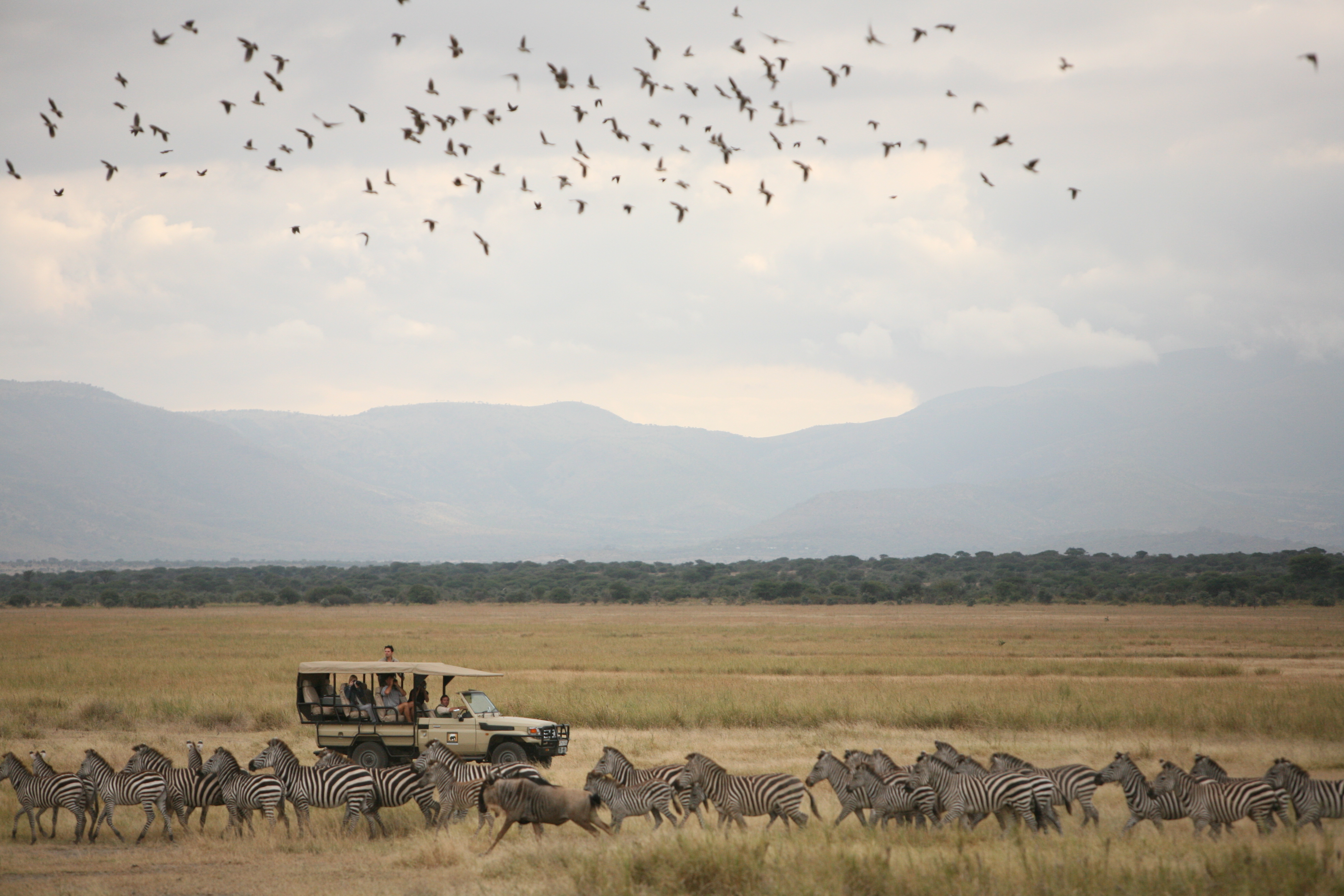 Game drives are conducted in open vehicles or the safari operator's vehicle