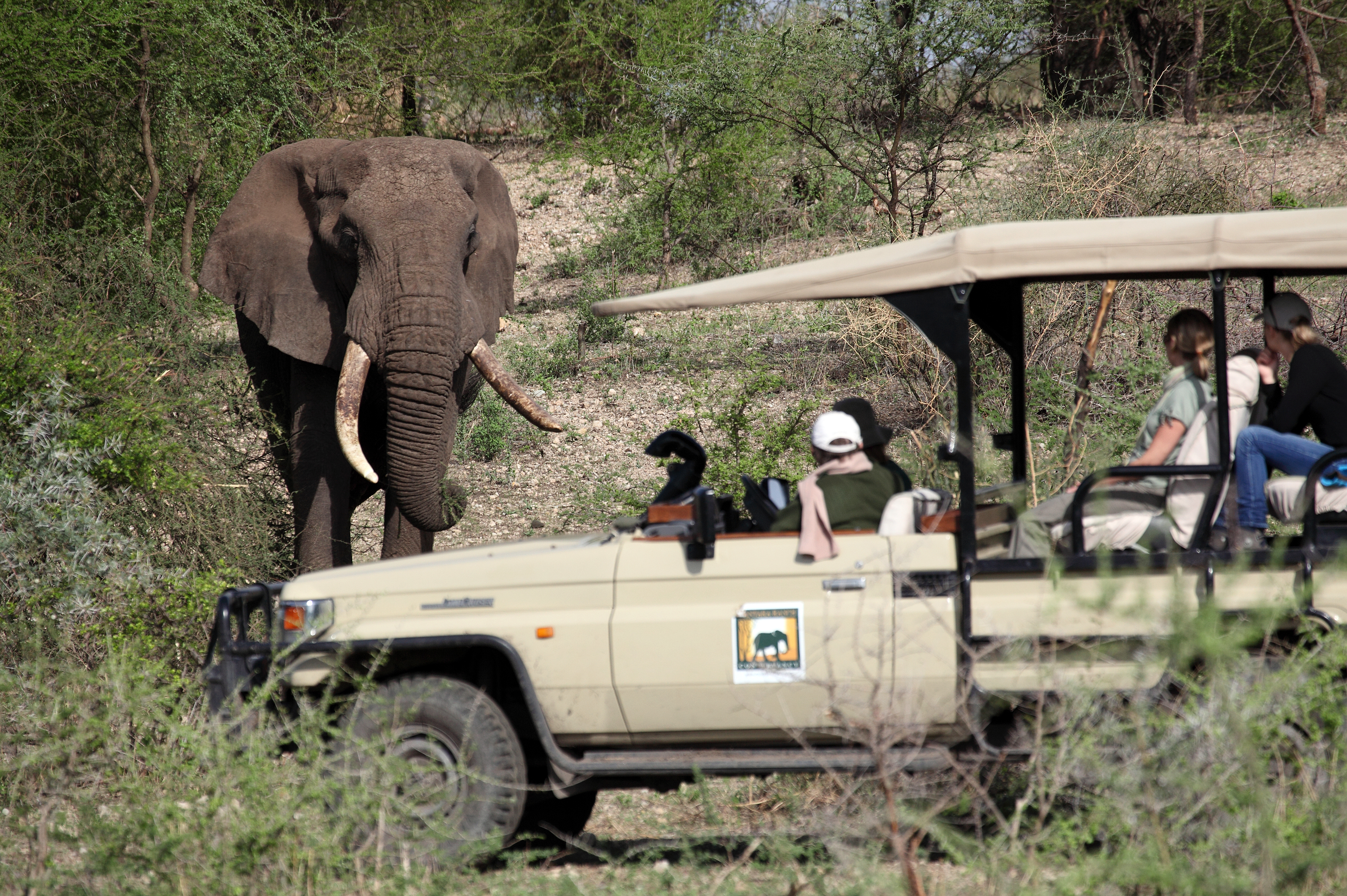 Game drive using one of the Conservancy's open vehicles