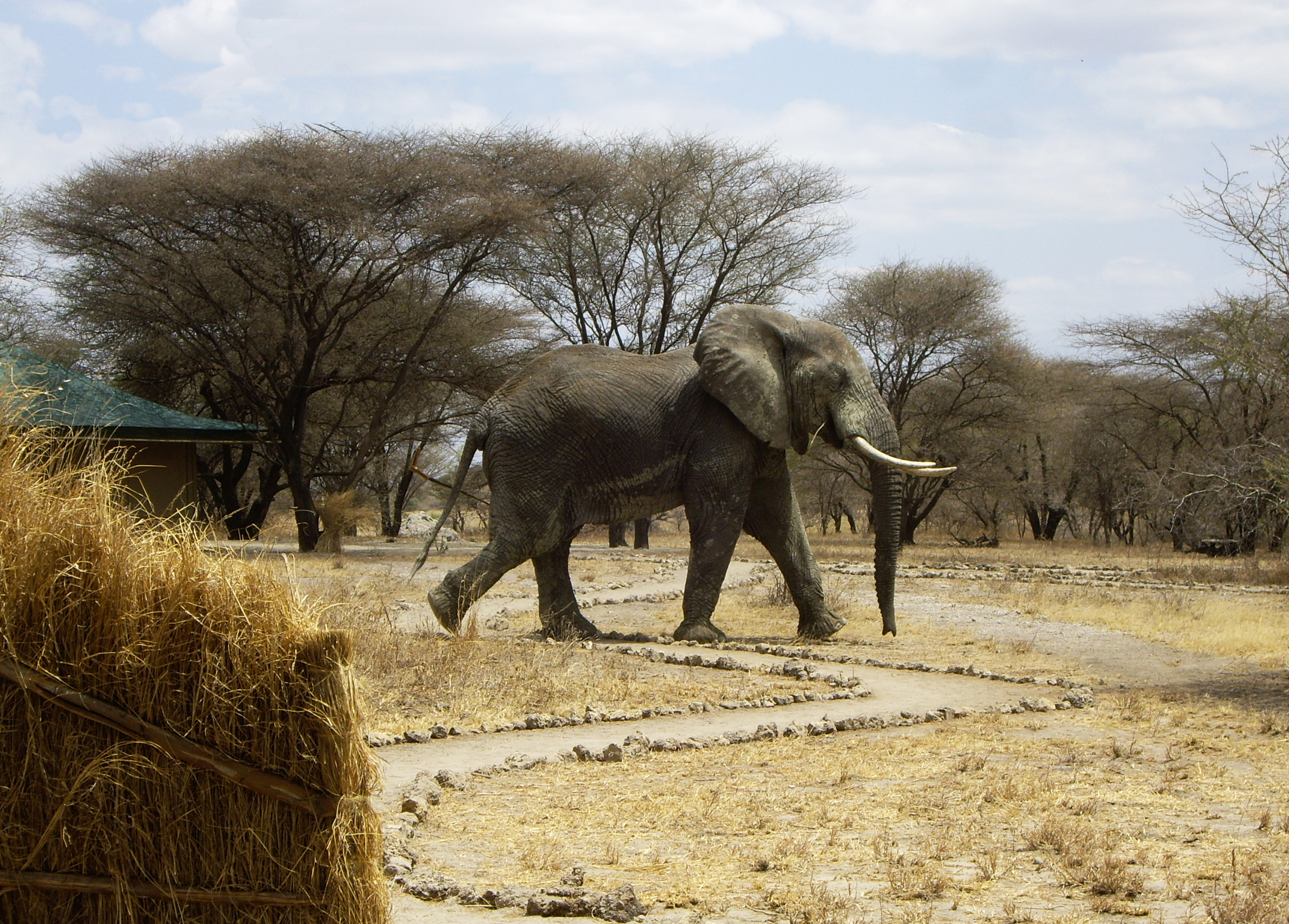 Elephant between the Mess and Kitchen