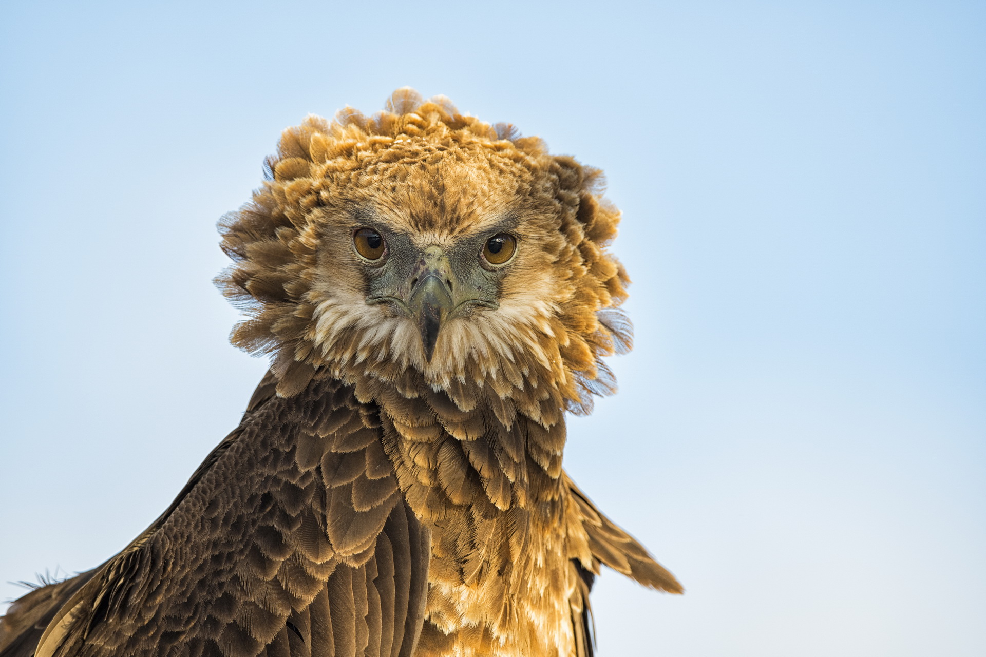 Striking young bateleur seen on the concession