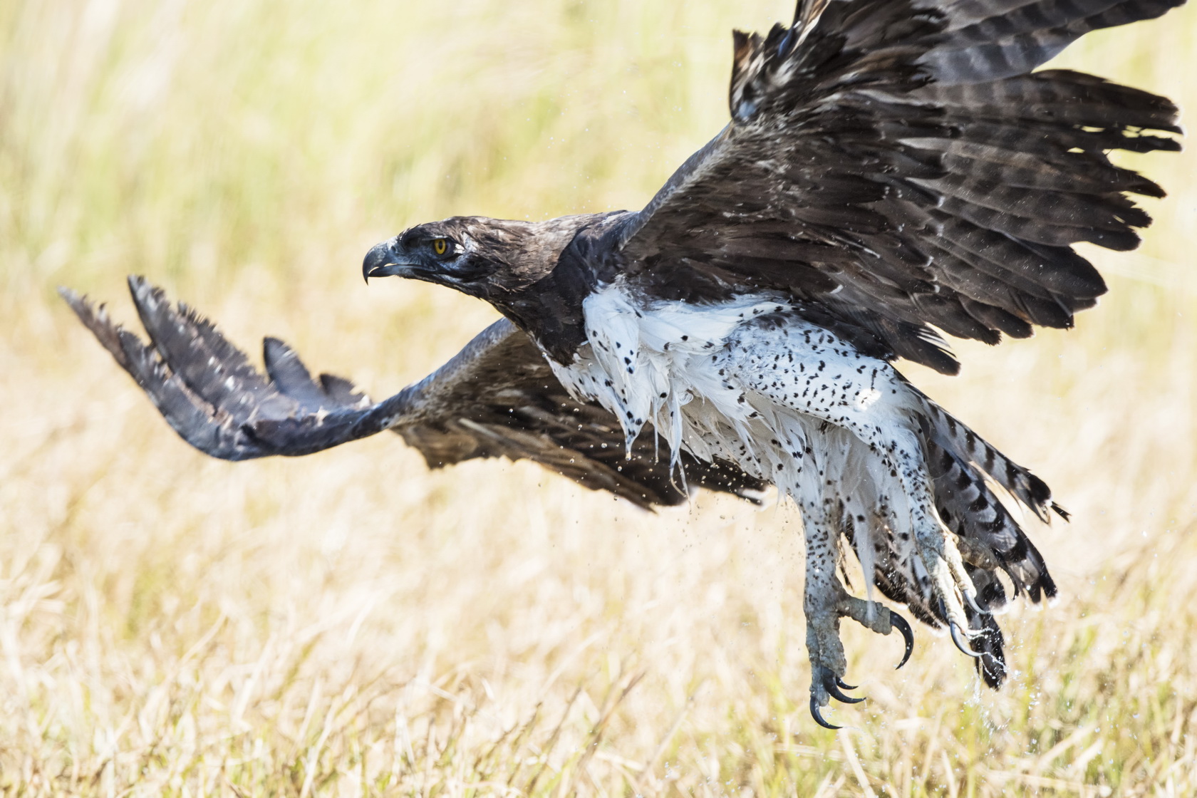 Martial eagle in the floodplain