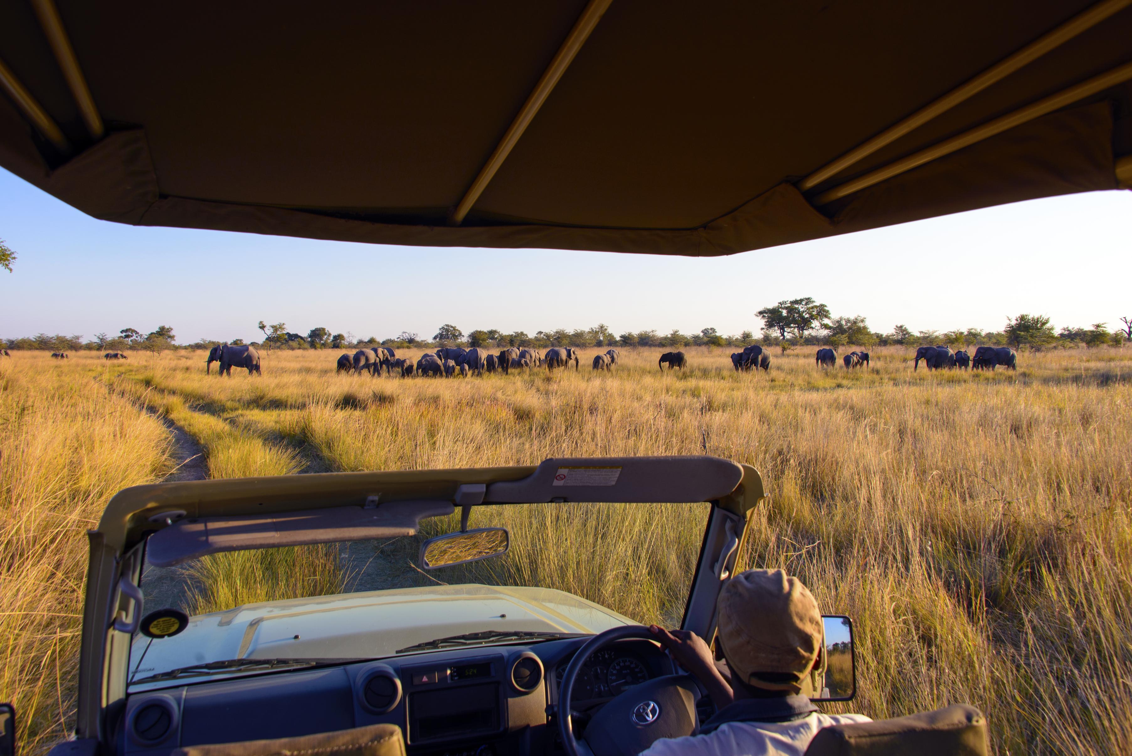 Watch elephant, hippo, buffalo or sable antelope on our excursions by boat and off-road vehicle or take time to observe the colourful birdlife (more than 400 species).