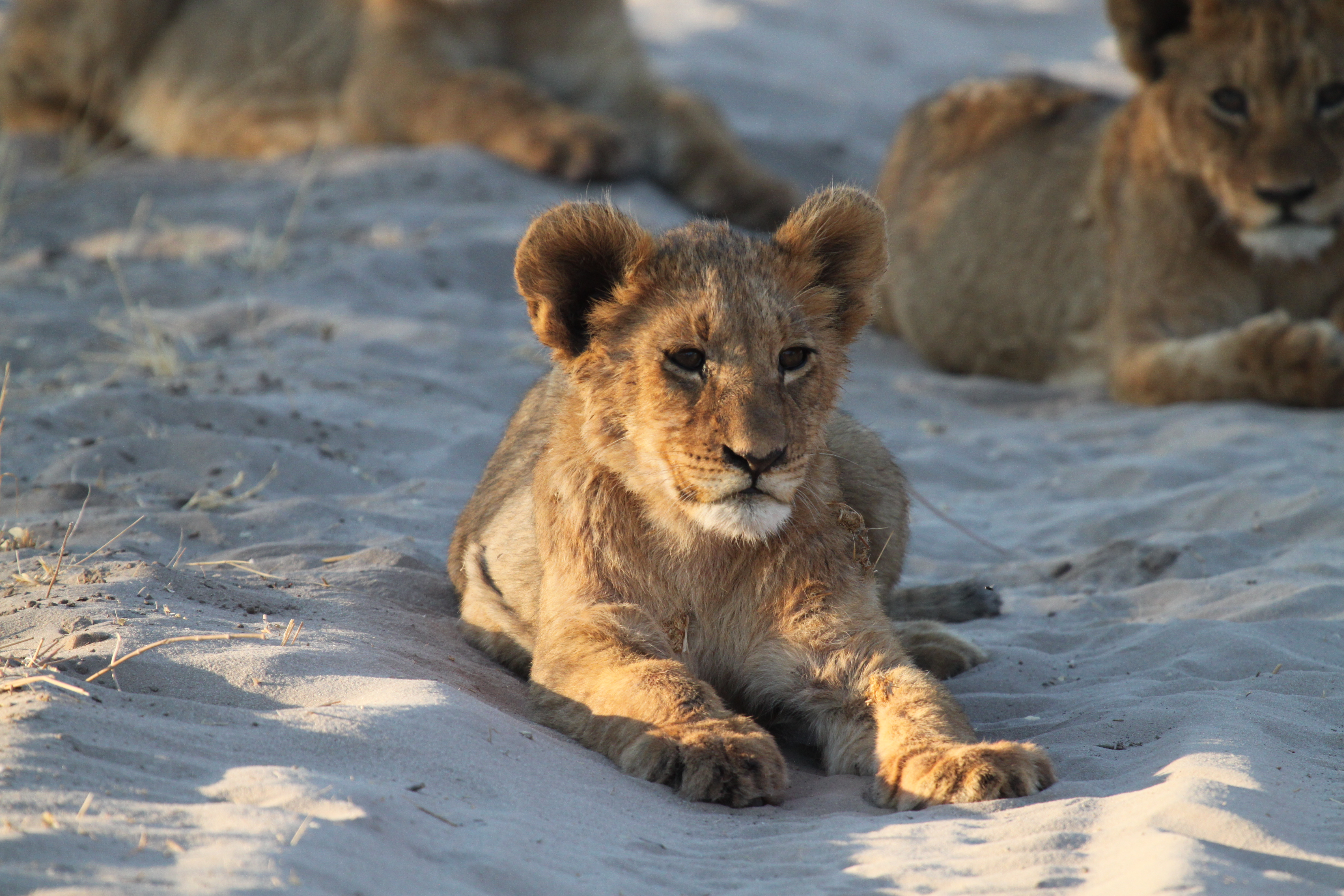 cubs lying in the road