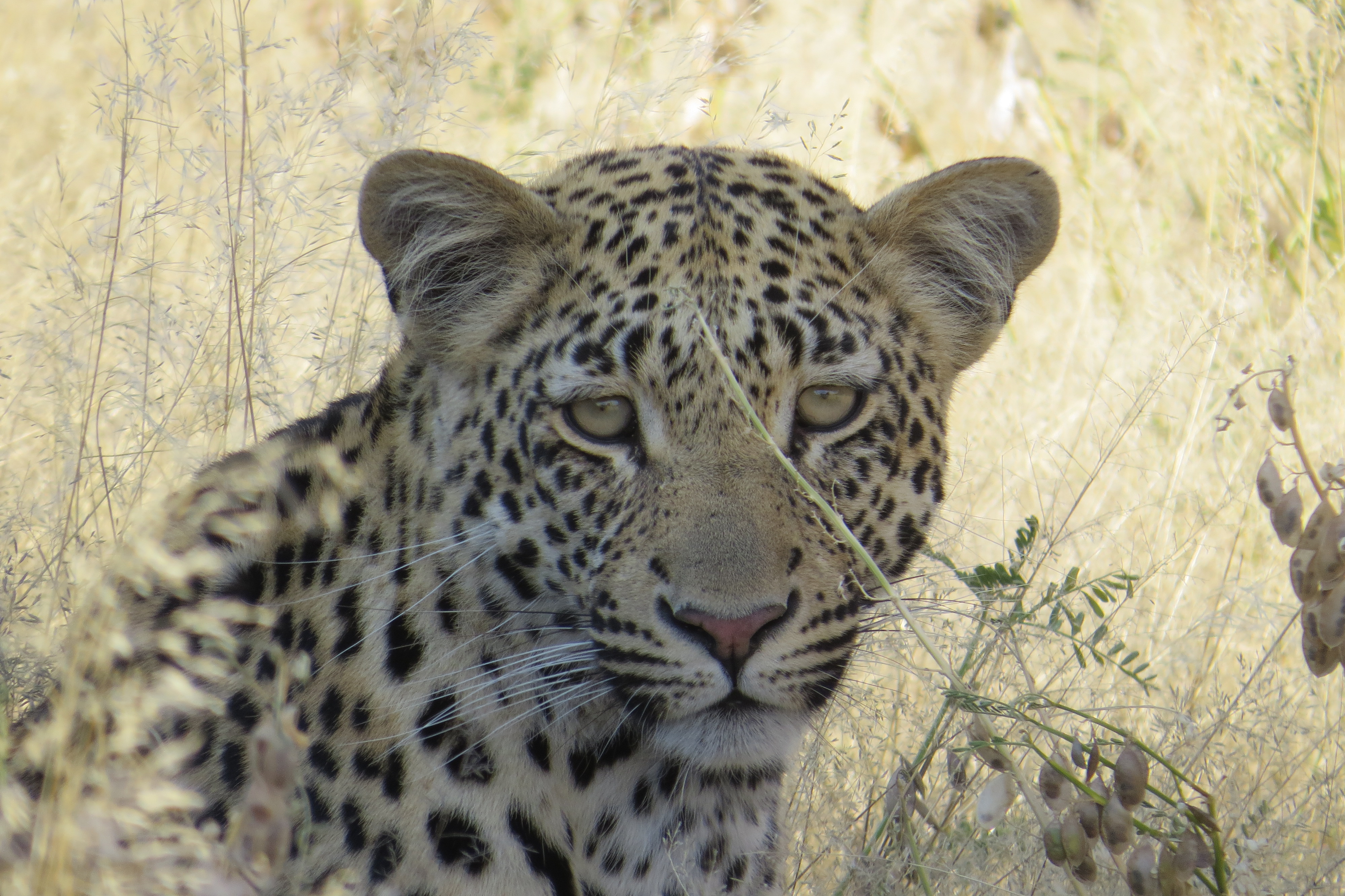 Young leopard relaxing in the shade at Dinaka