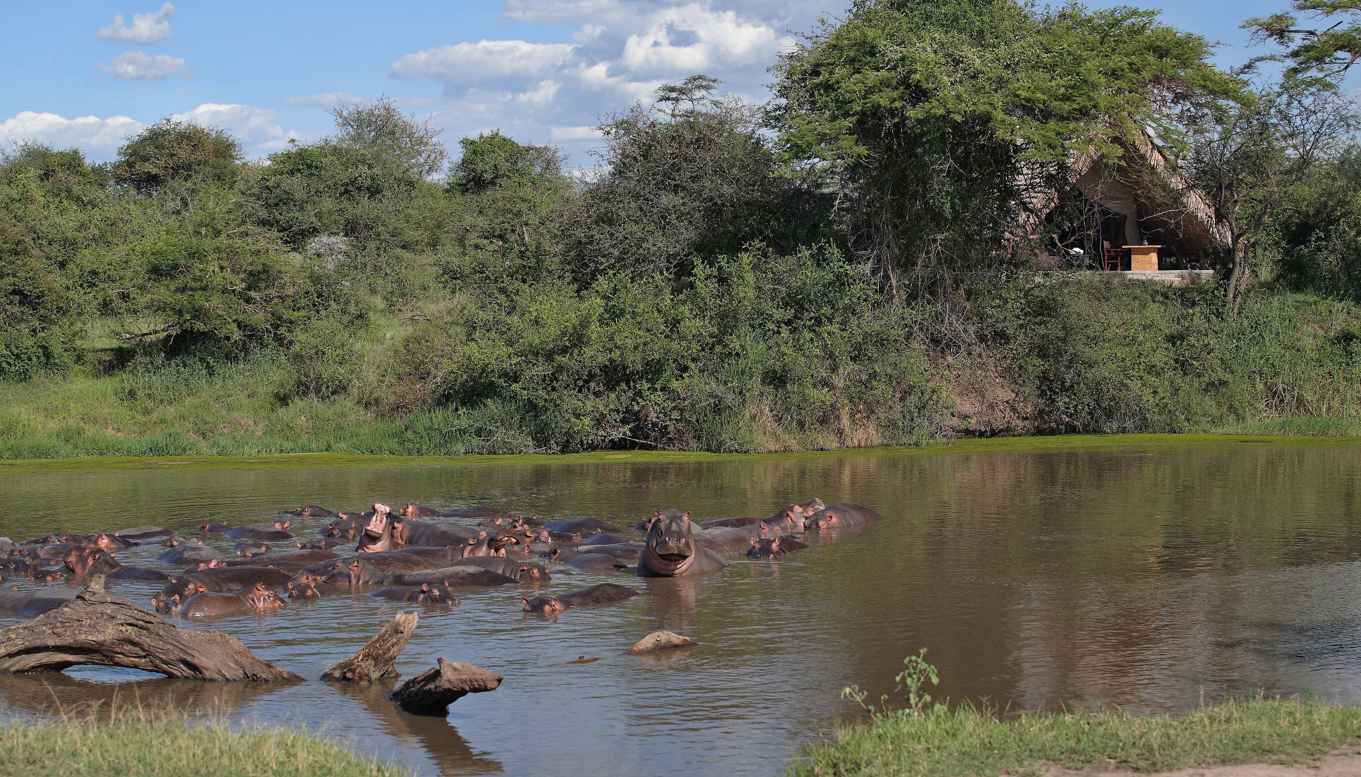 All ten tented suites boast views of the river and its resident hippo